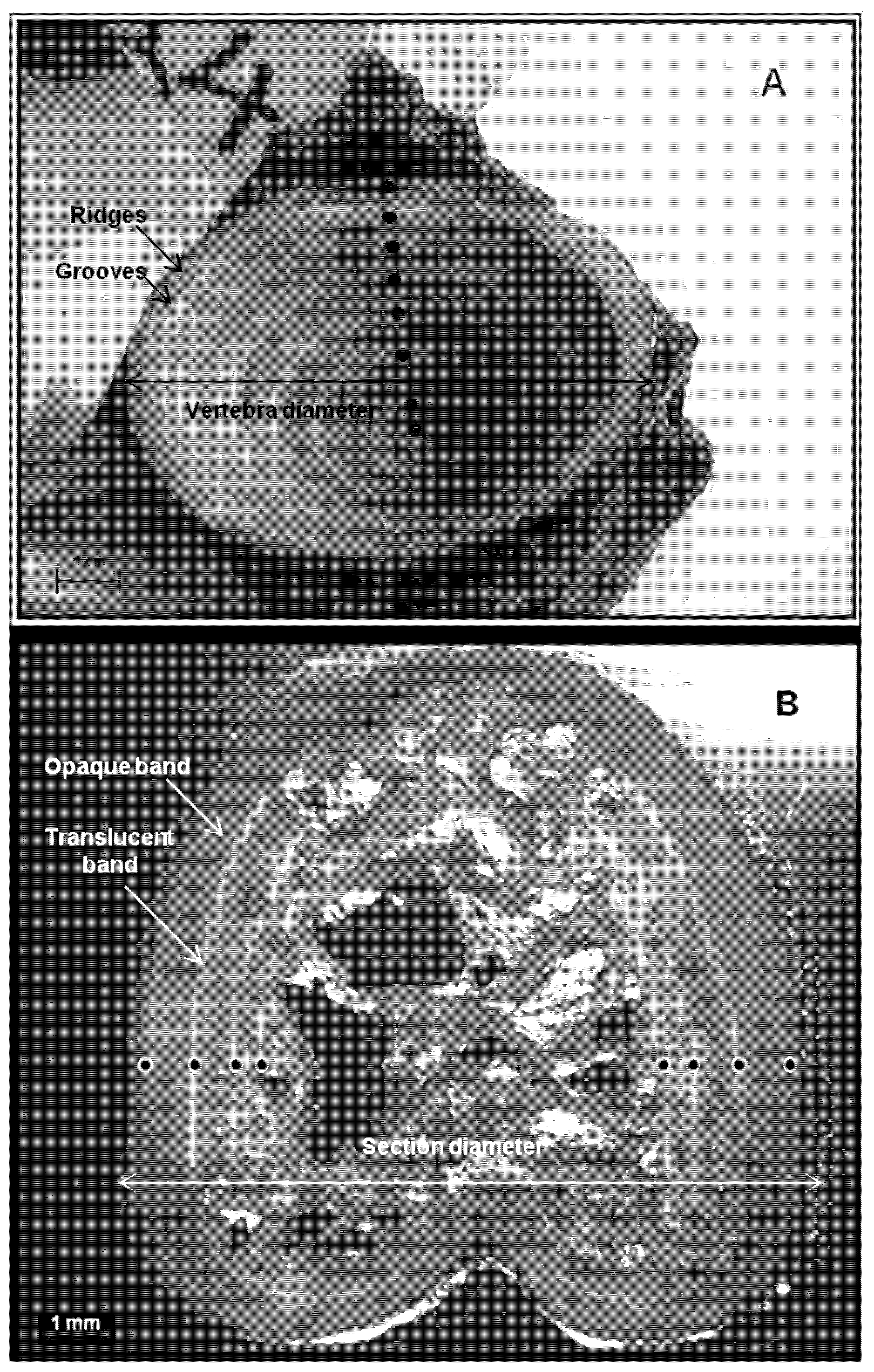 Fishes 10 00260 g001