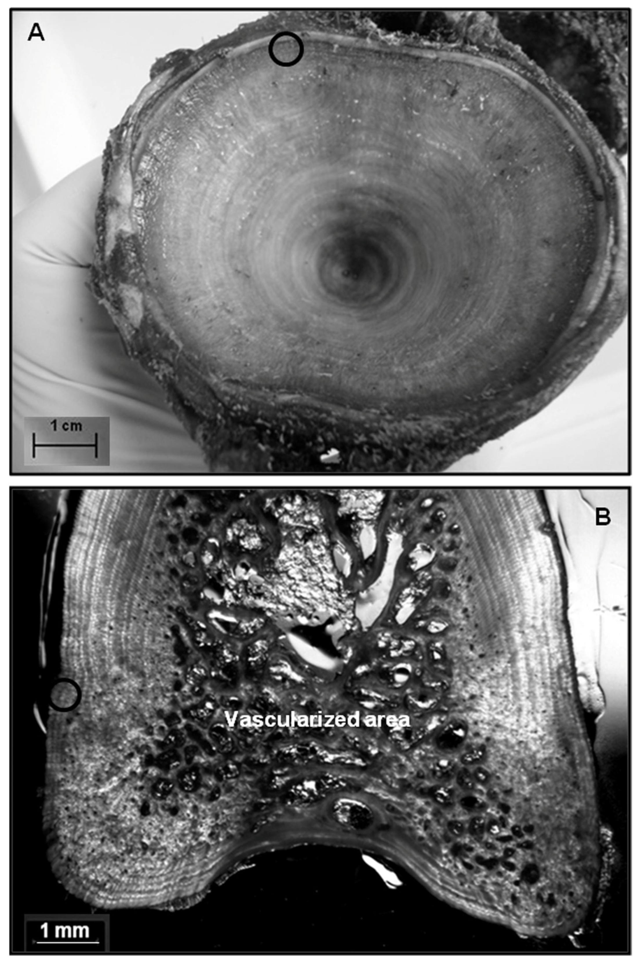 Fishes 10 00260 g002
