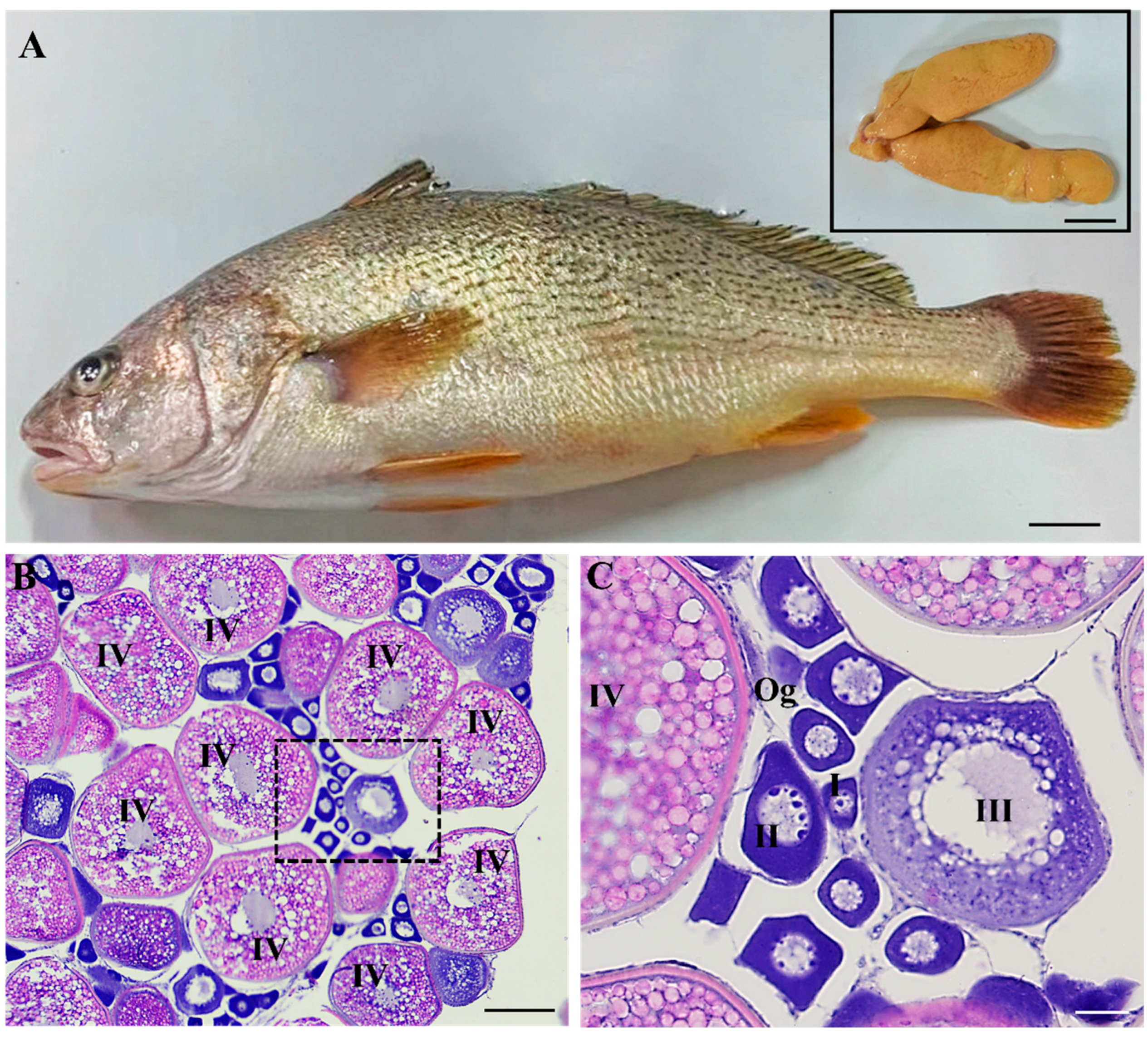 Fishes 10 00288 g001