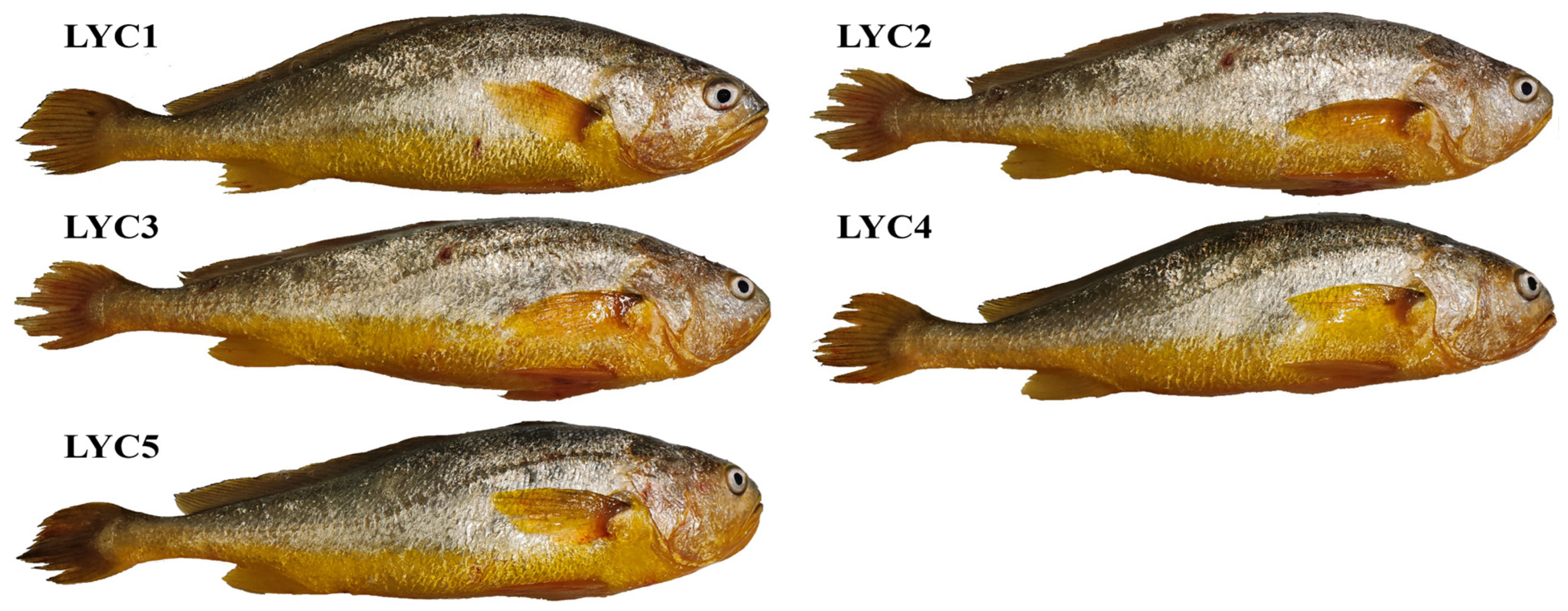 Fishes 10 00305 g001