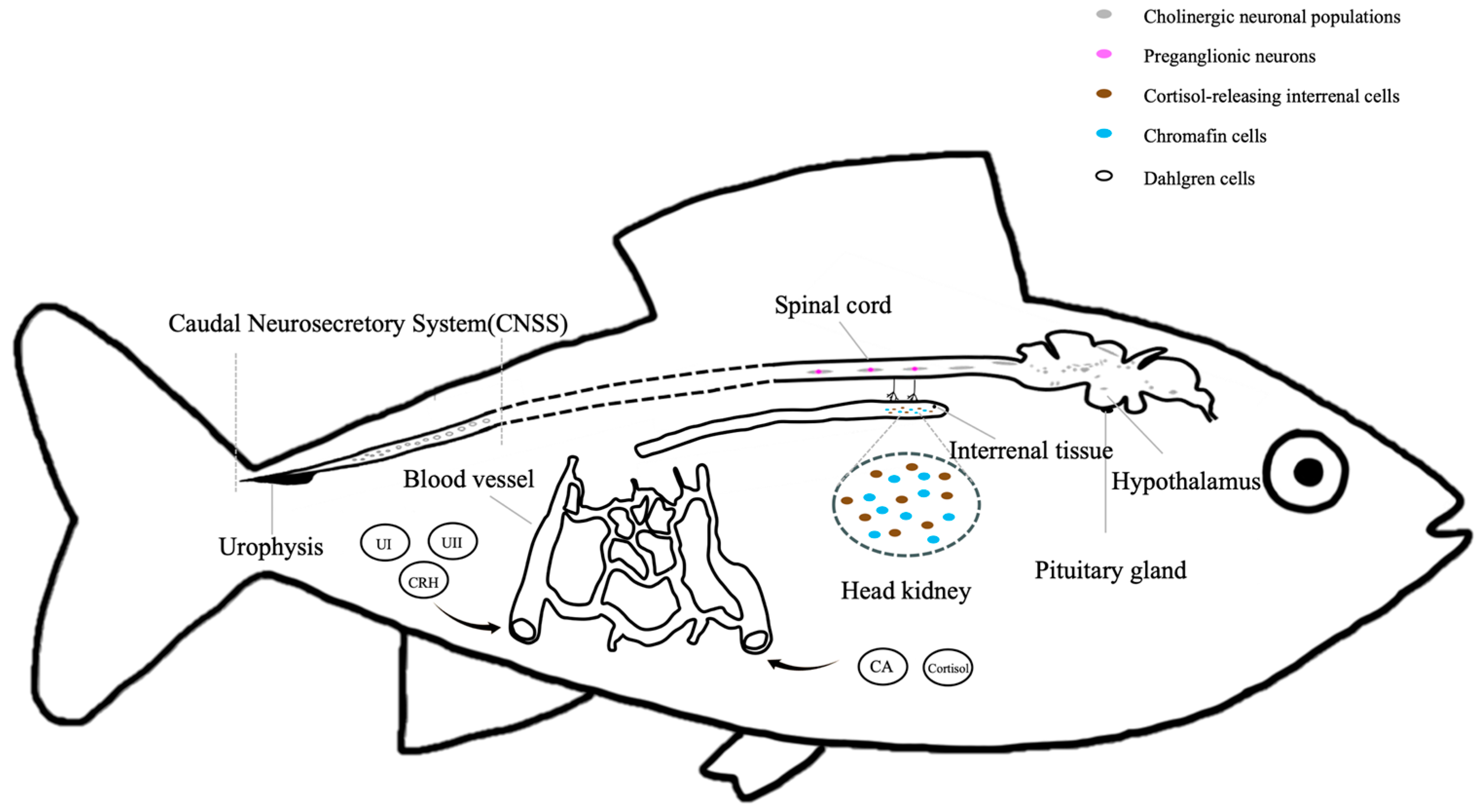 Fishes 10 00307 g002