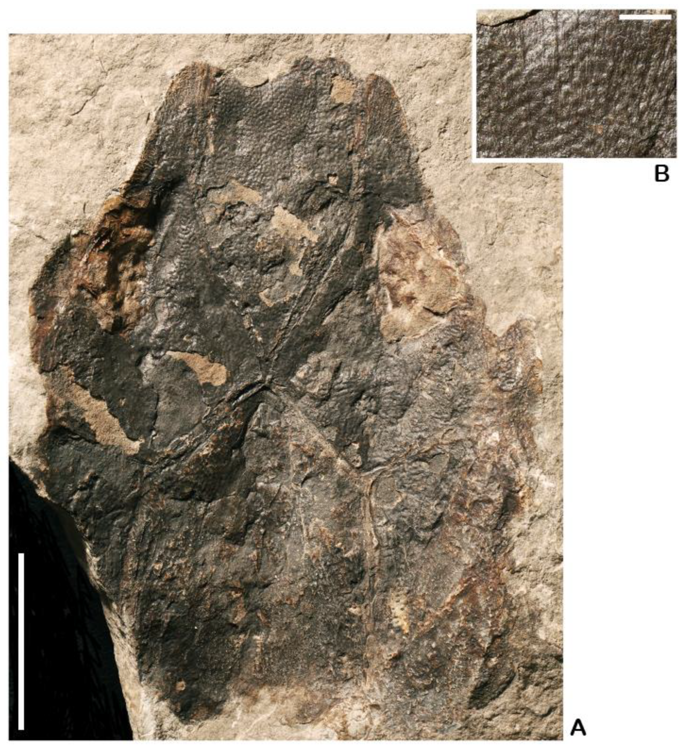 Fishes 10 00309 g005 Fishes 10 00309 g005