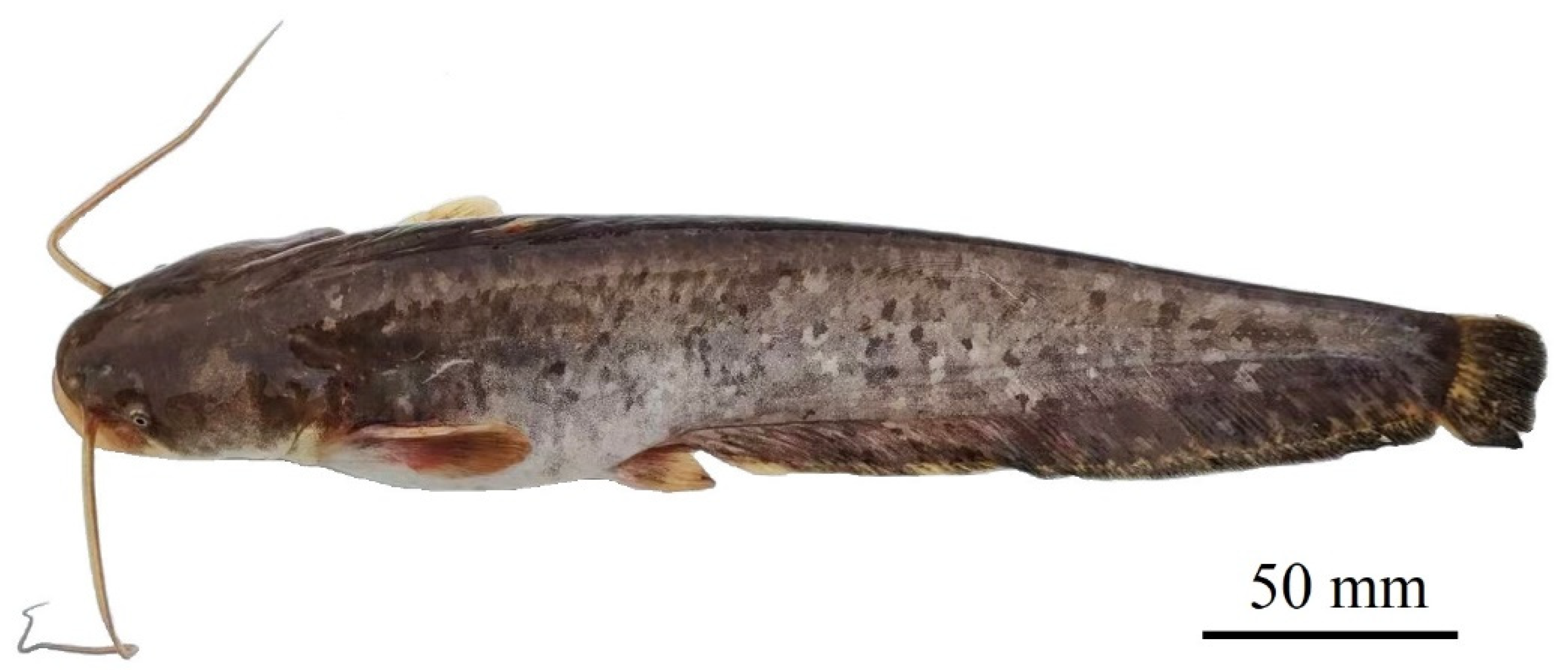 Fishes 10 00322 g002