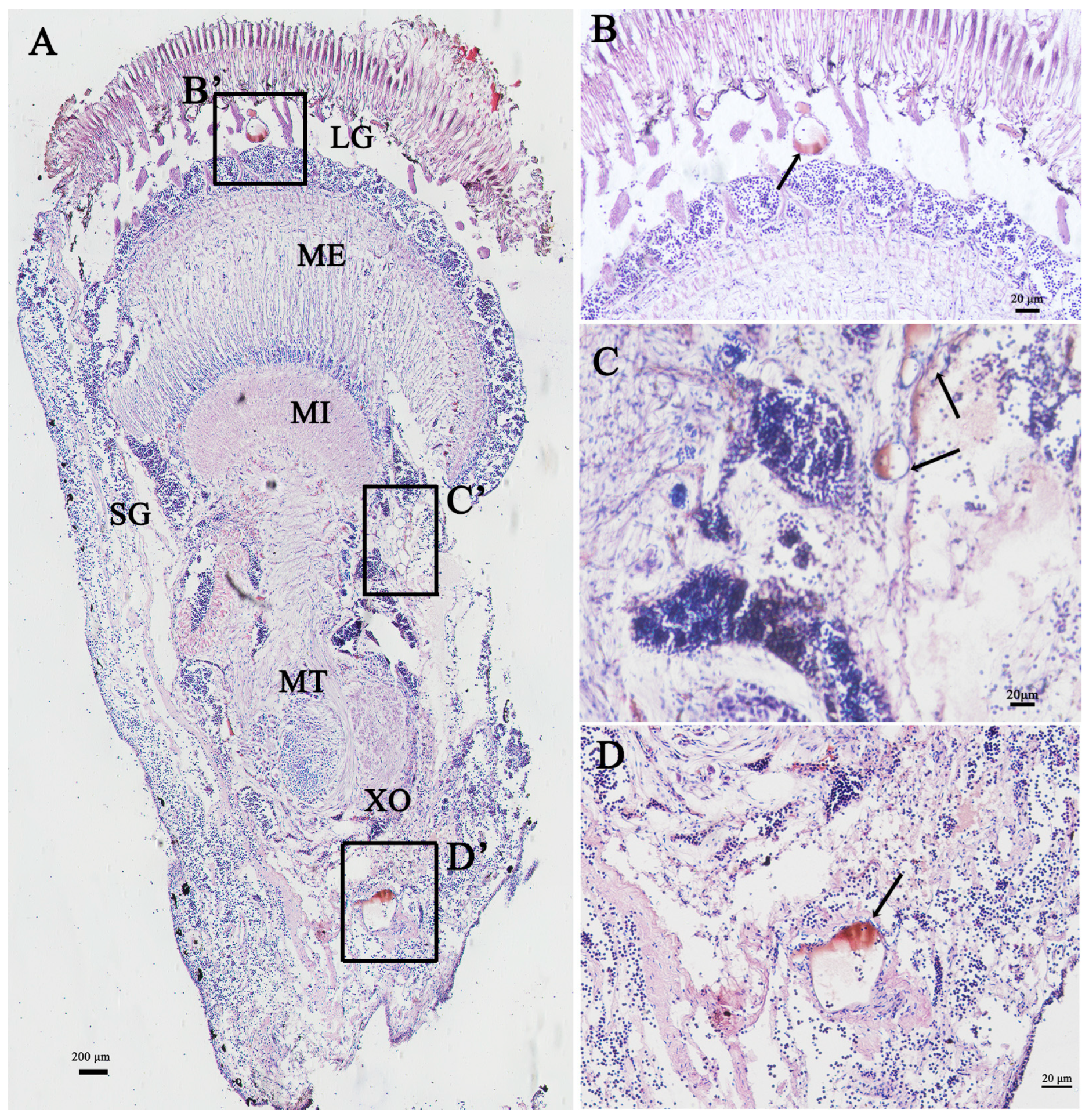 Fishes 10 00329 g006