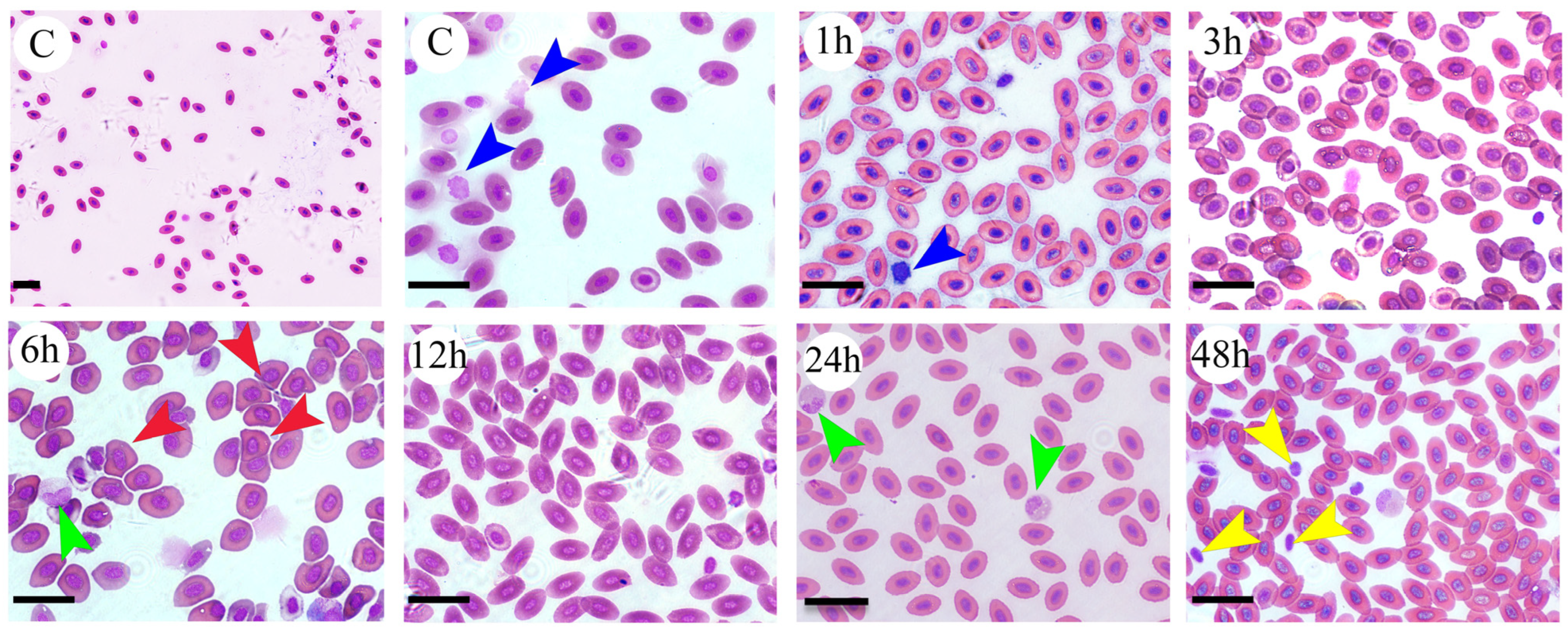 Fishes 10 00335 g002