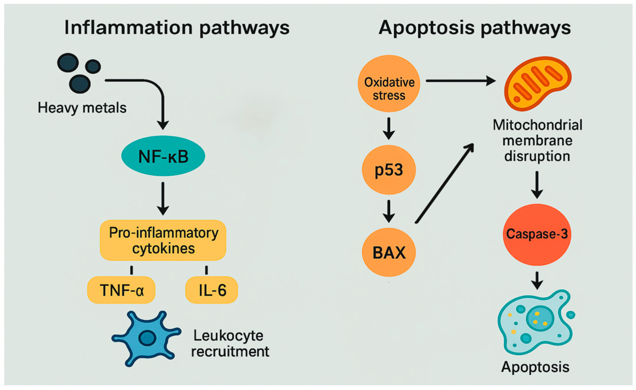 Fishes 10 00339 g006