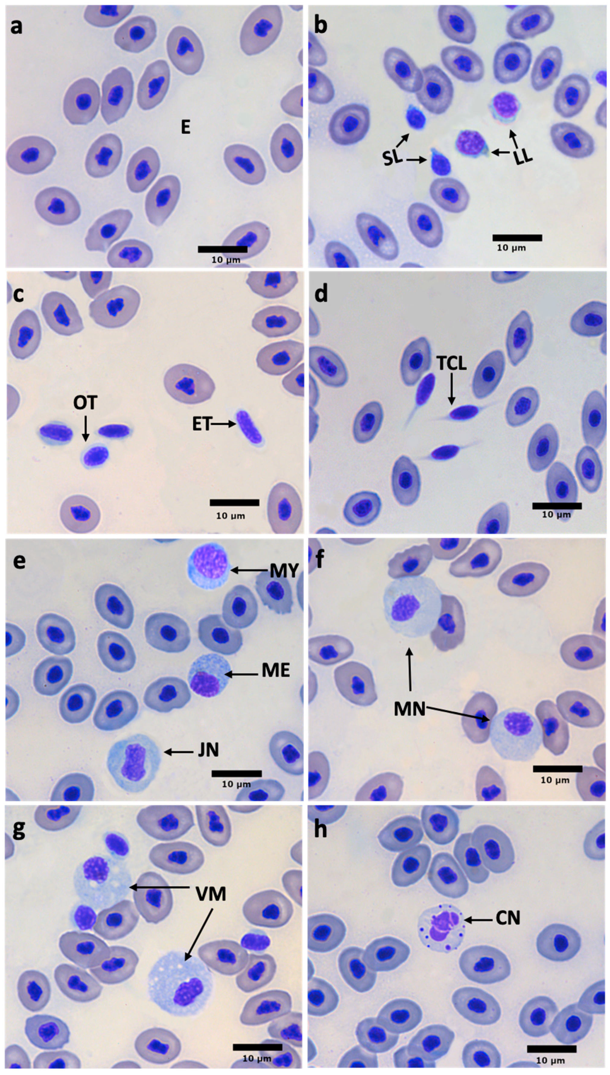 Fishes 10 00347 g001