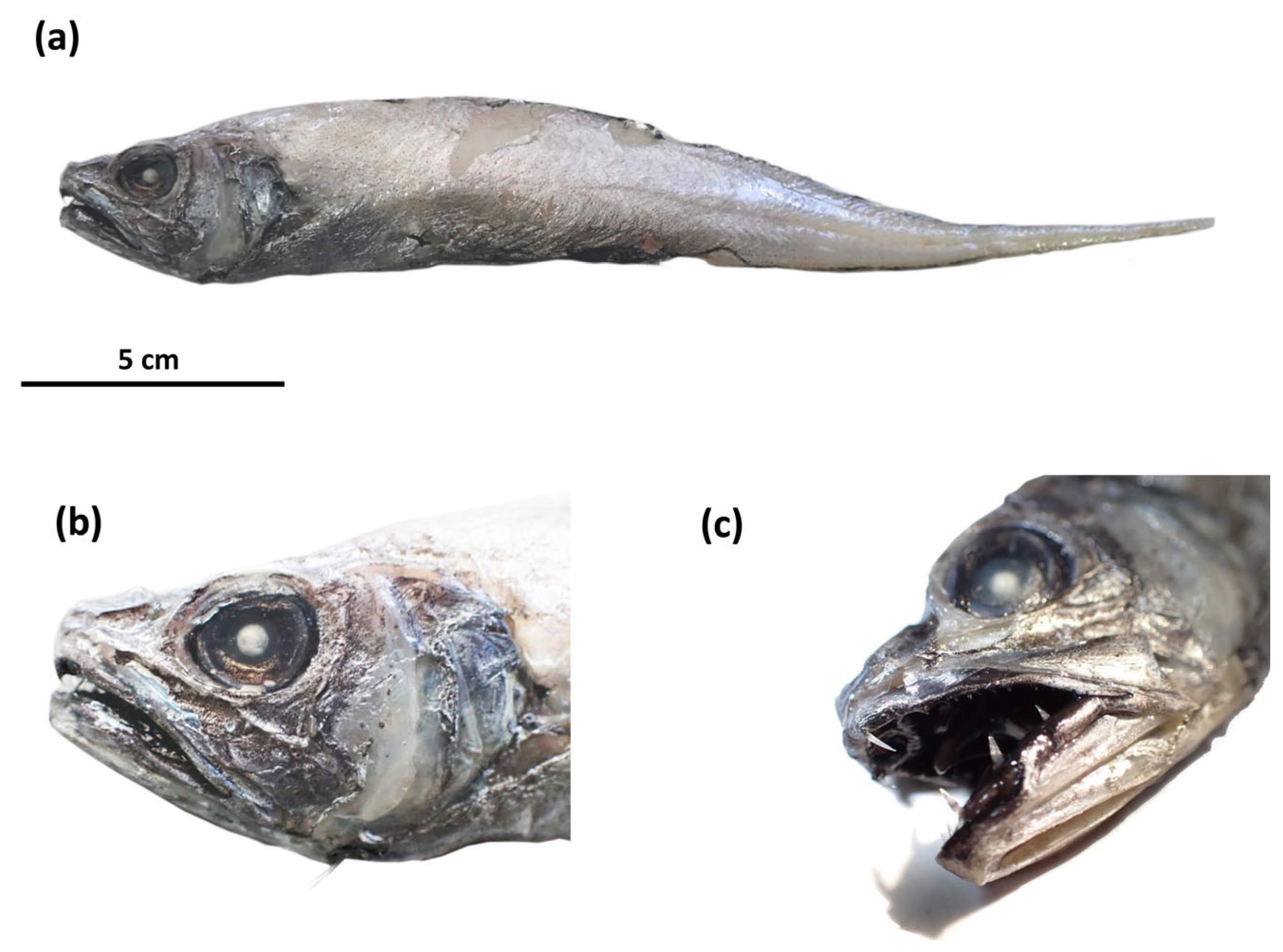 Fishes 10 00351 g002