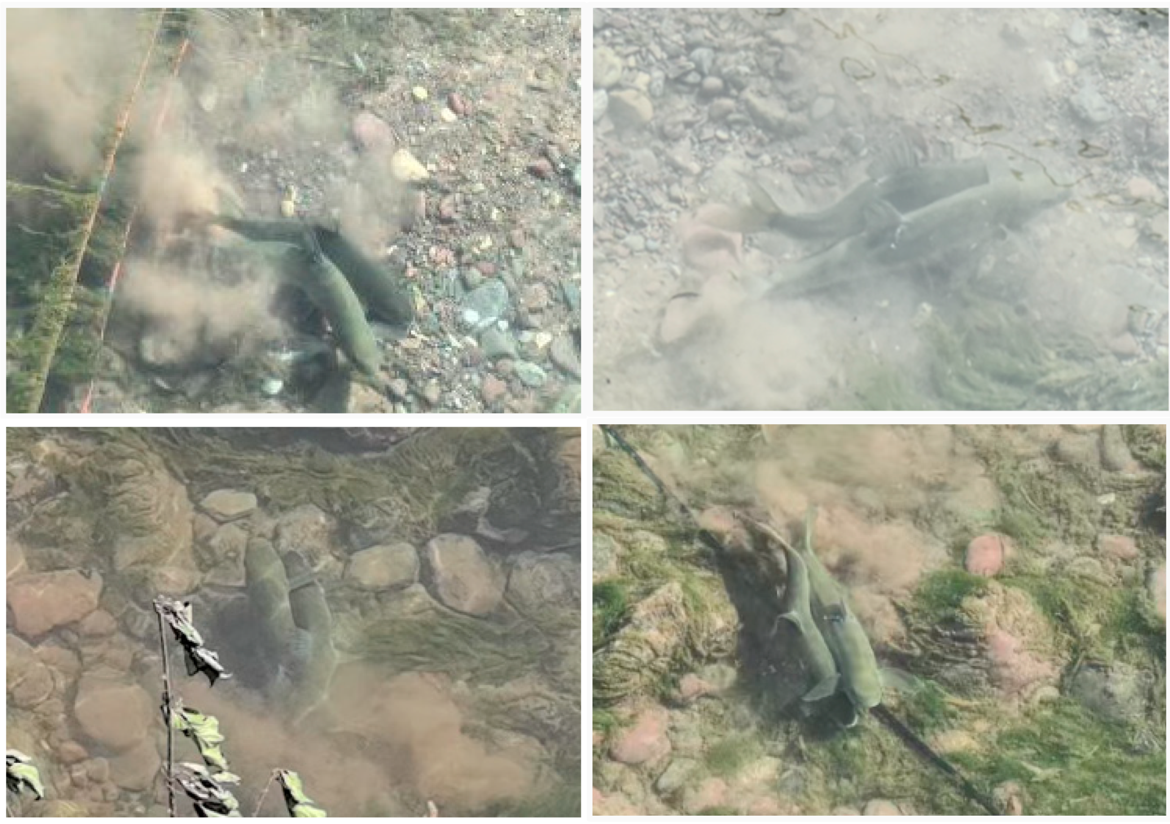 Fishes 10 00362 g003