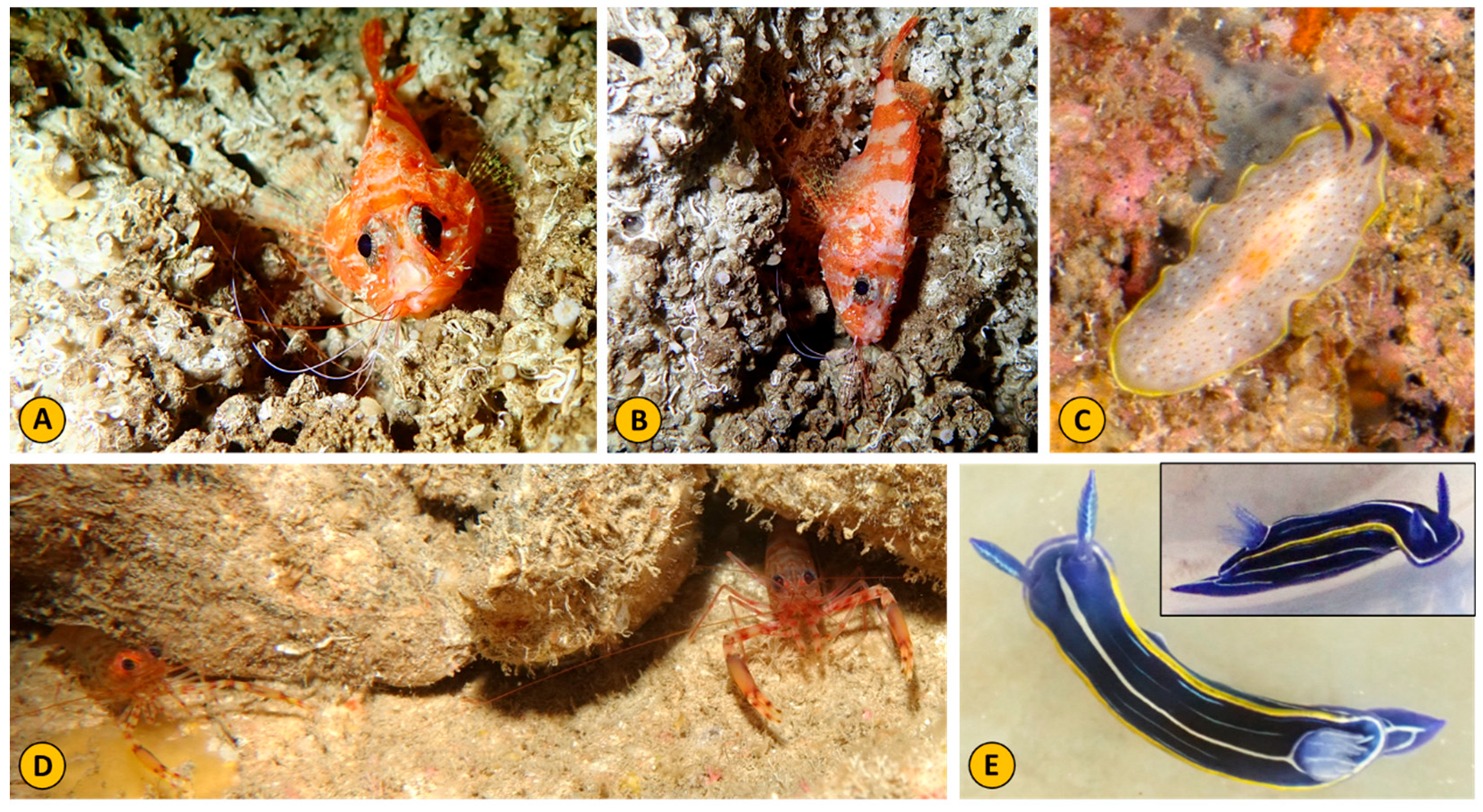 Fishes 10 00383 g007 Fishes 10 00383 g007