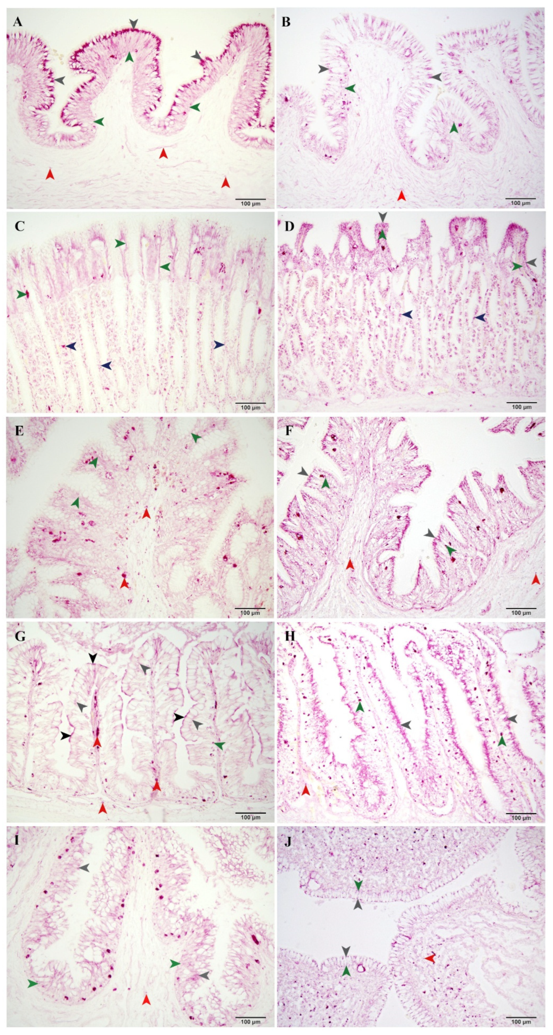 Fishes 10 00386 g003 Fishes 10 00386 g003
