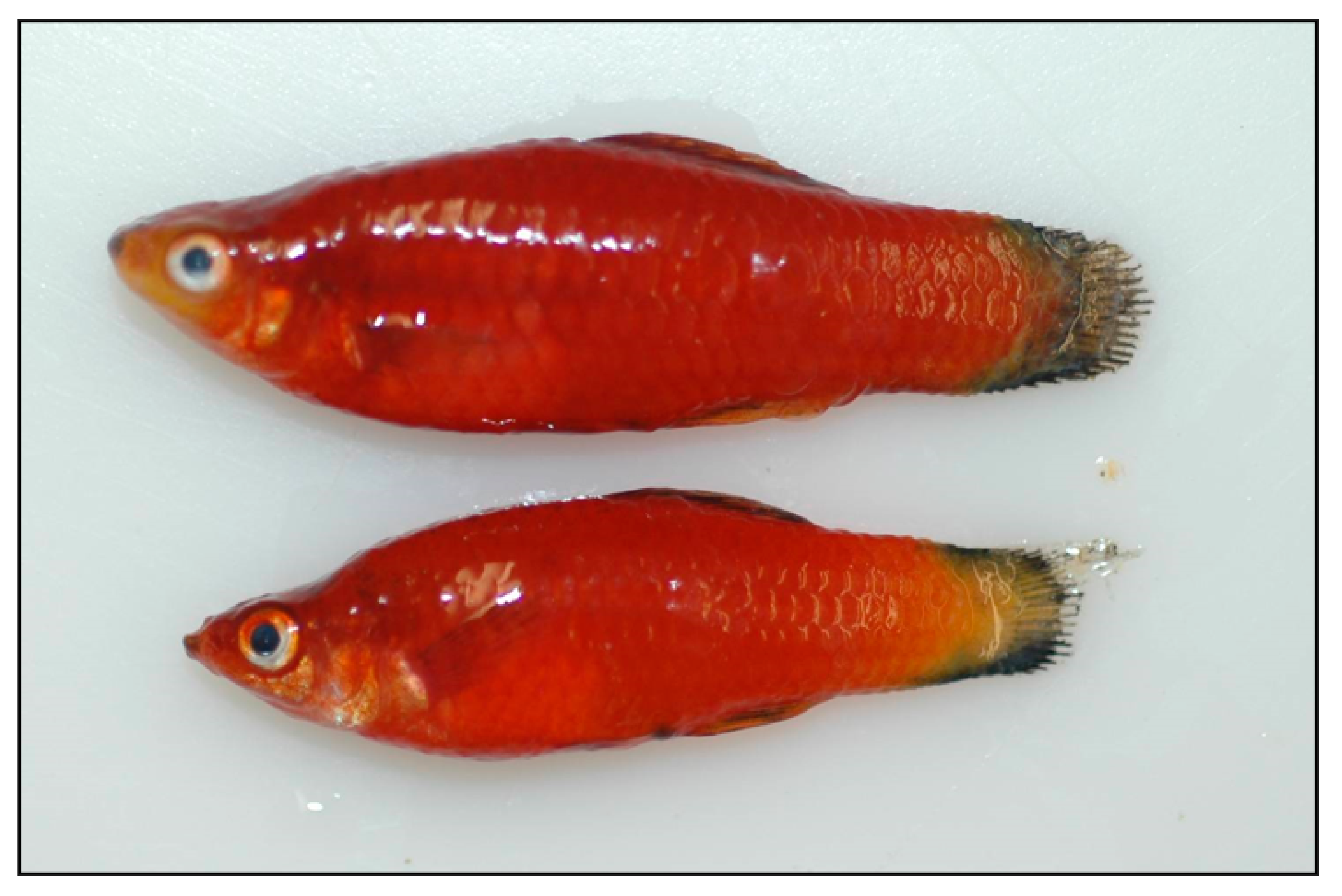 Fishes 10 00398 g007