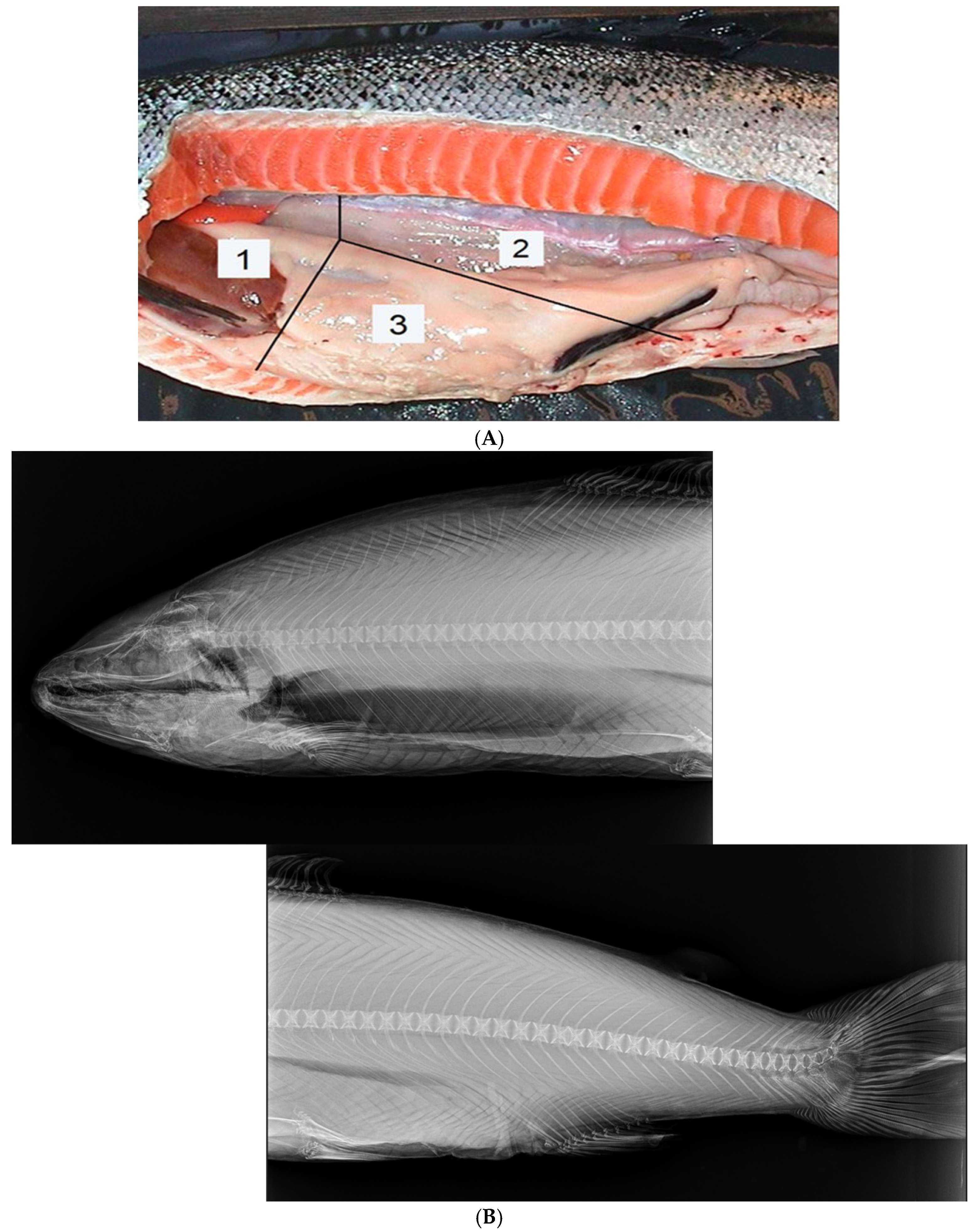 Fishes 10 00405 g002 Fishes 10 00405 g002