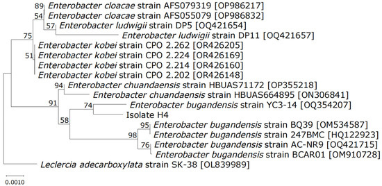 EYE PUDDING 7本セット EYE PUDDING 7本セット