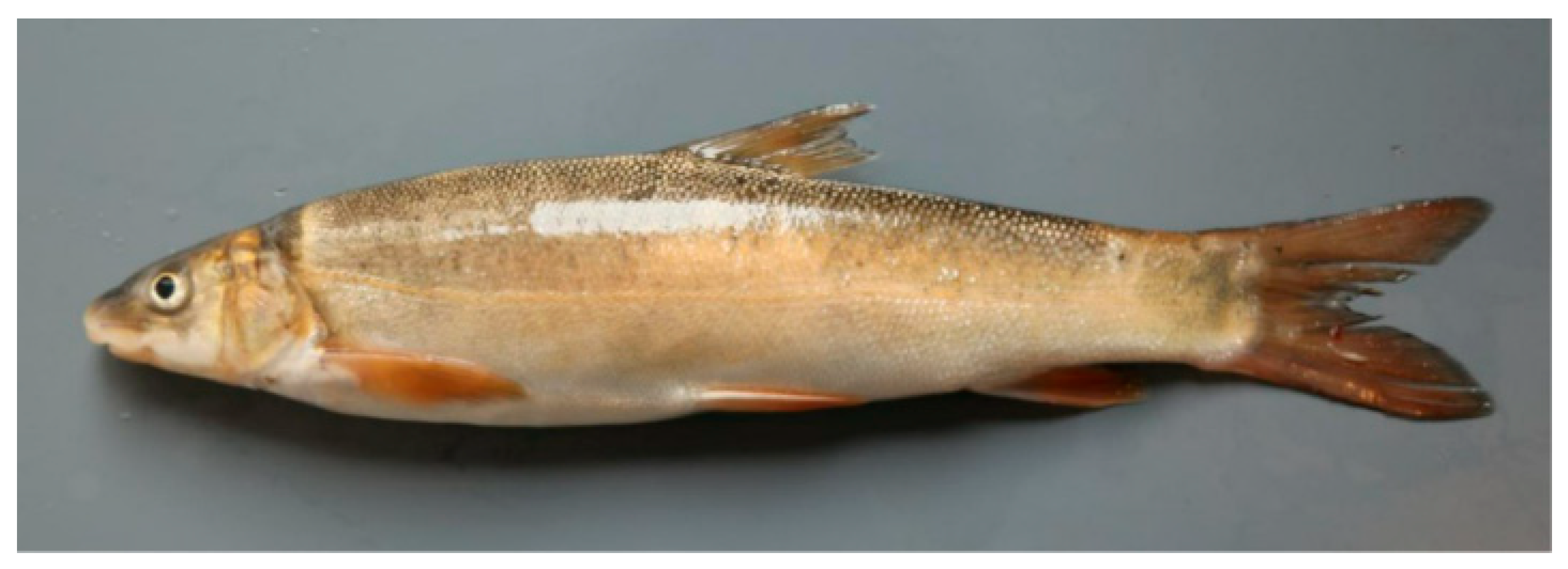 Fishes 10 00415 g001