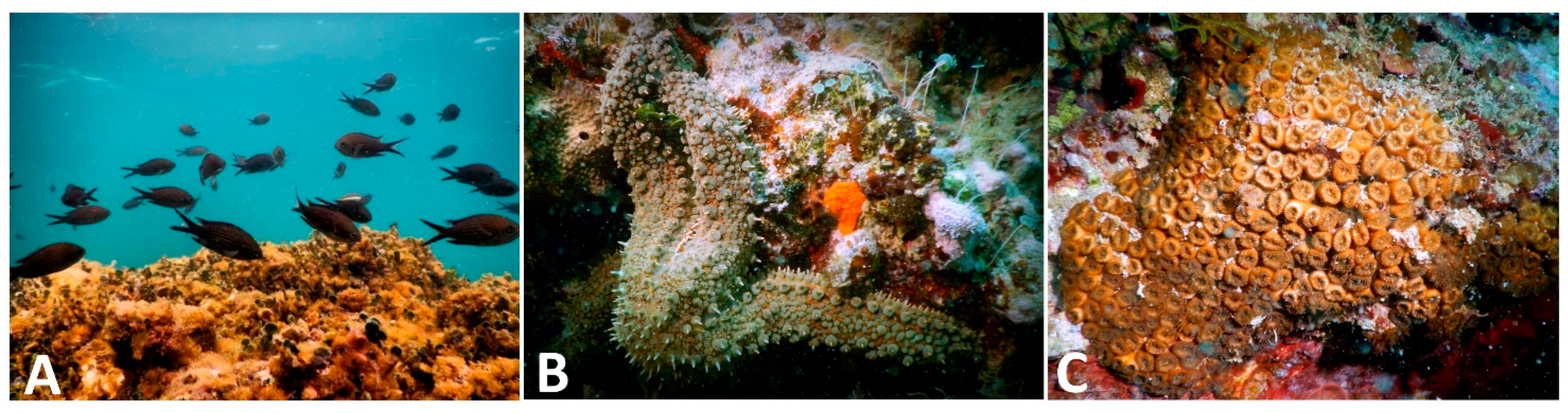 Fishes 10 00431 g005 Fishes 10 00431 g005