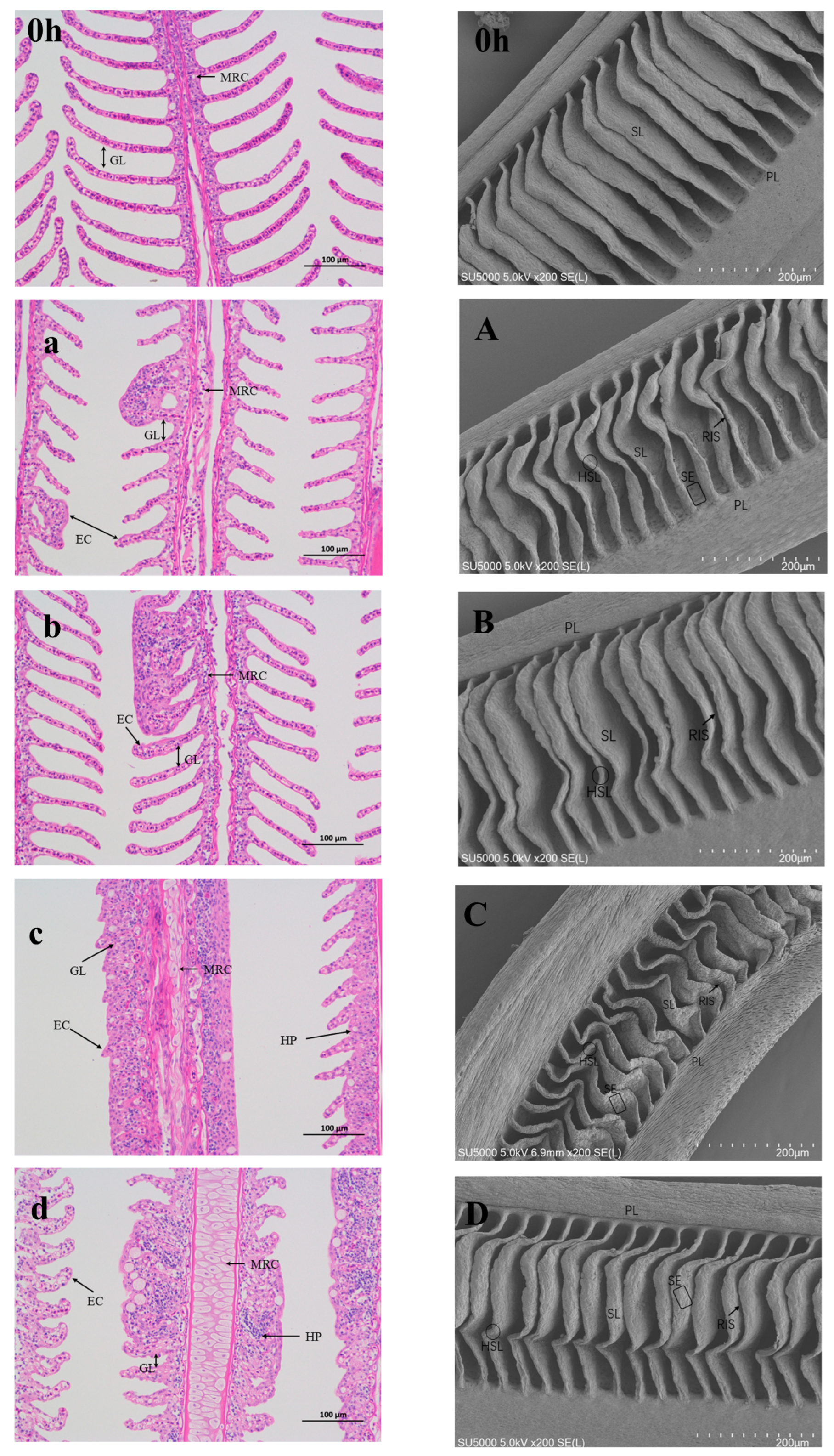 Fishes 10 00436 g004 Fishes 10 00436 g004