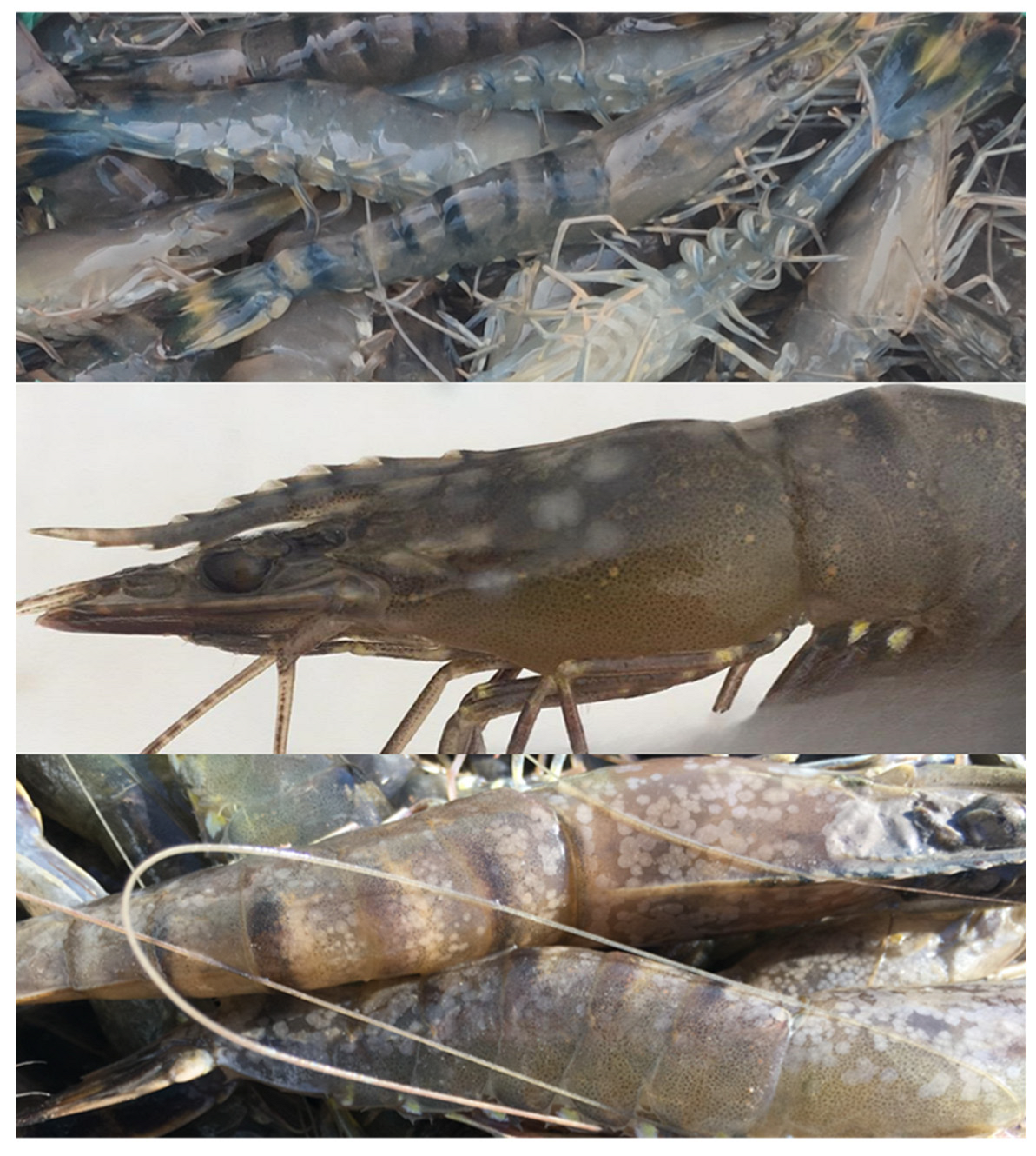 Fishes 10 00440 g001 Fishes 10 00440 g001