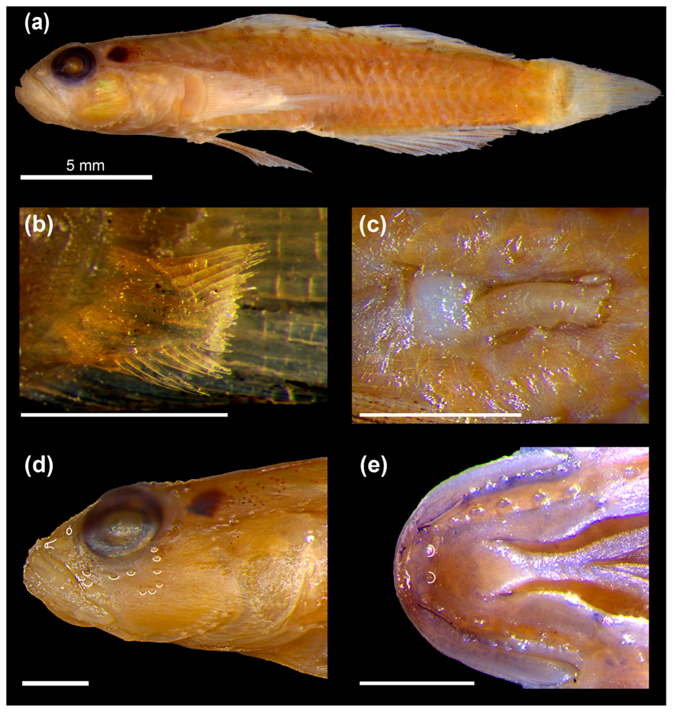 Fishes 10 00449 g004