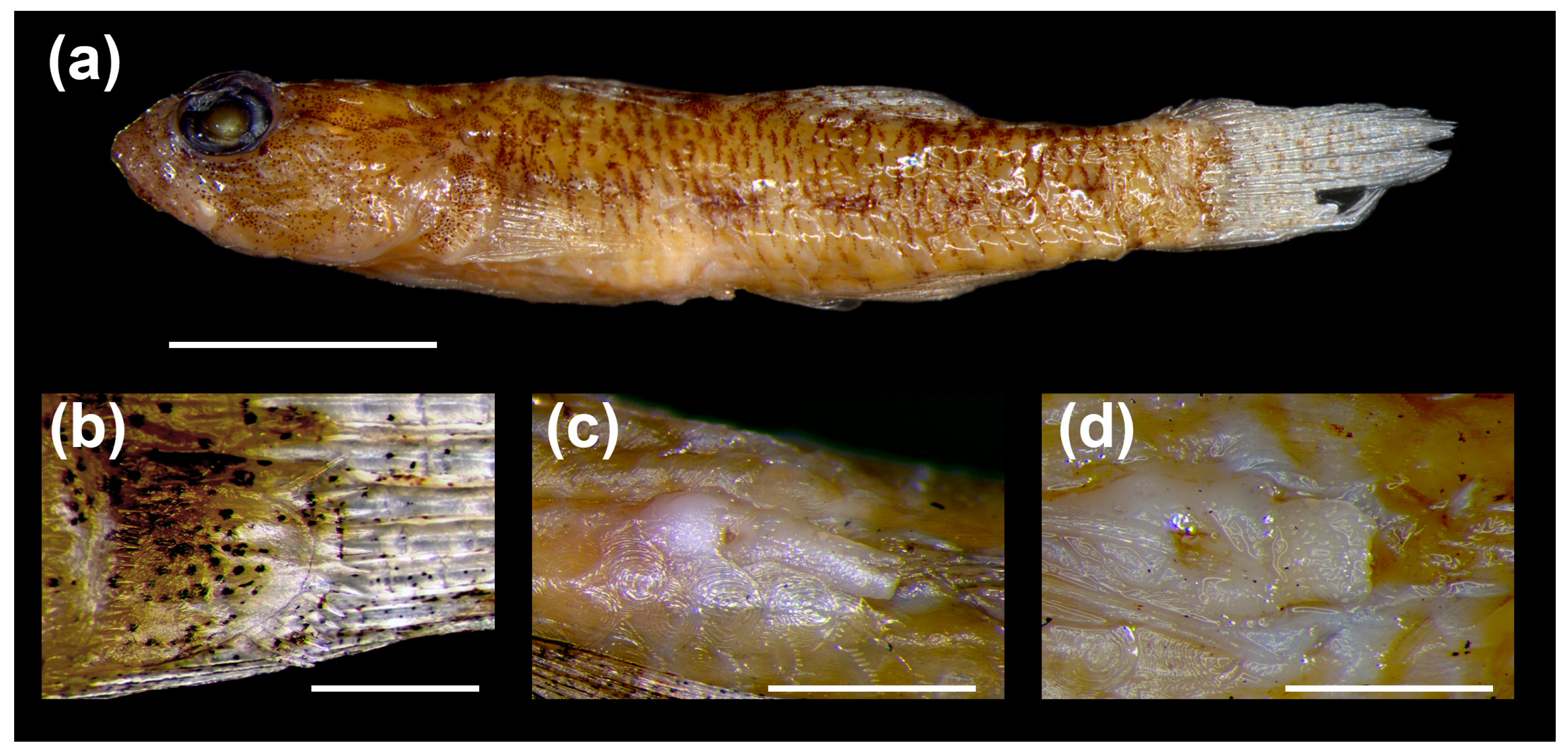 Fishes 10 00449 g005