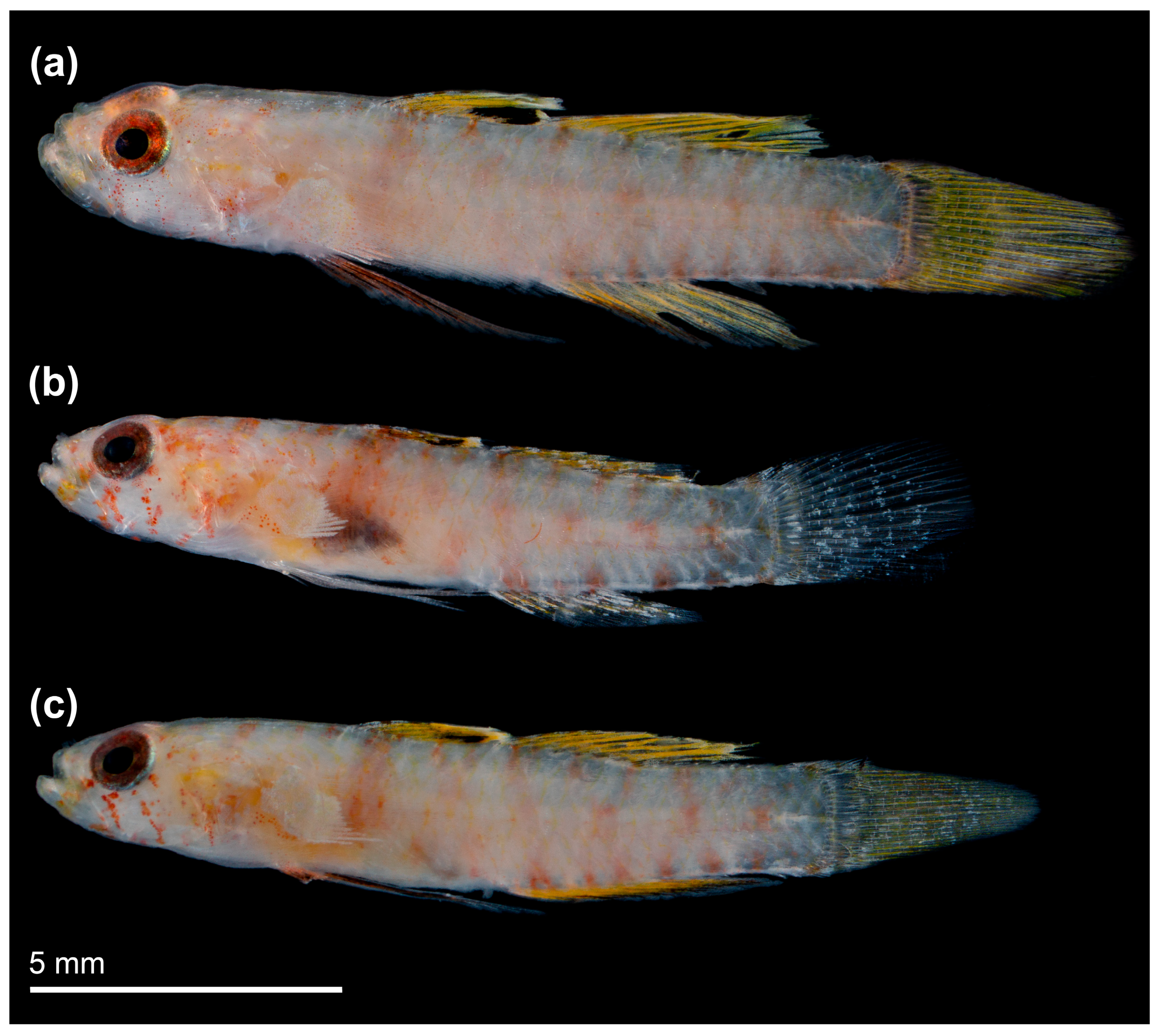 Fishes 10 00449 g006