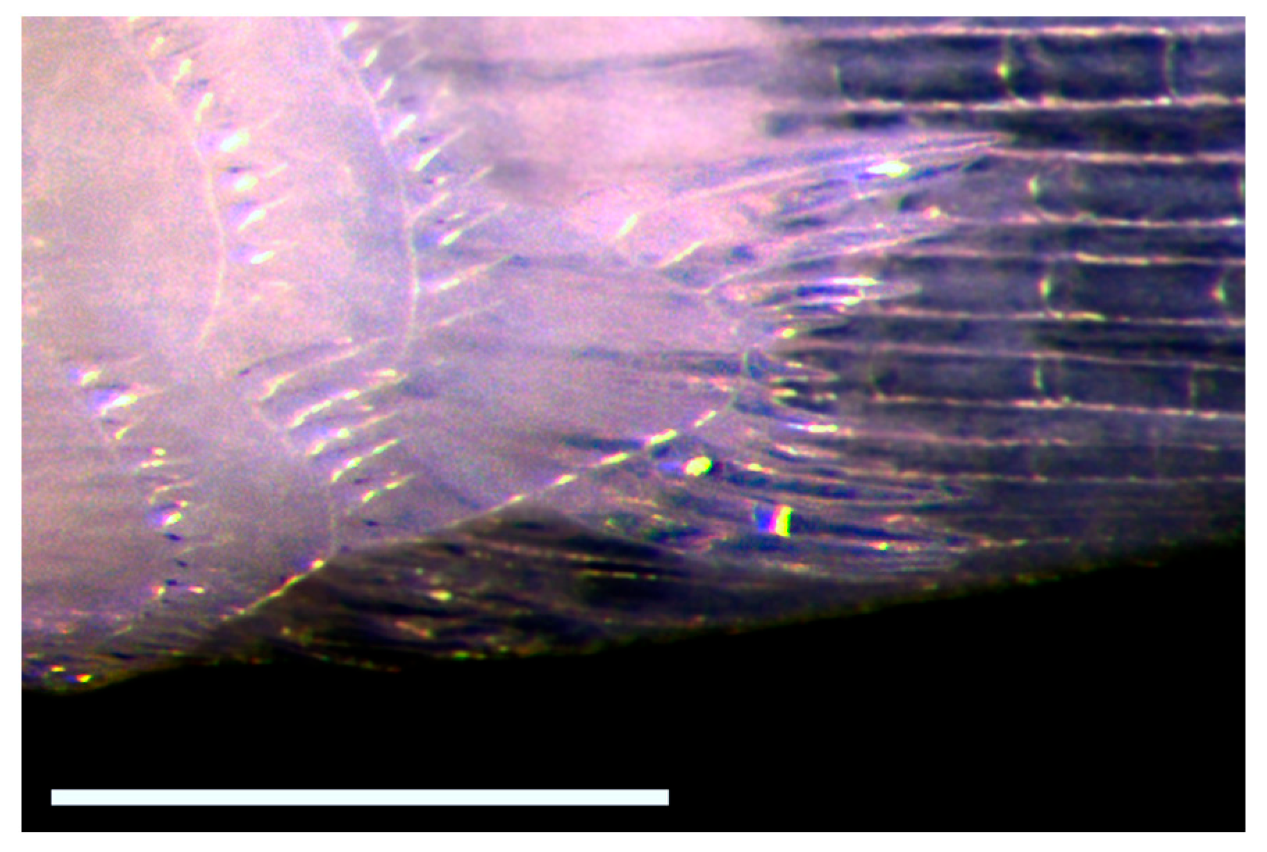 Fishes 10 00449 g009