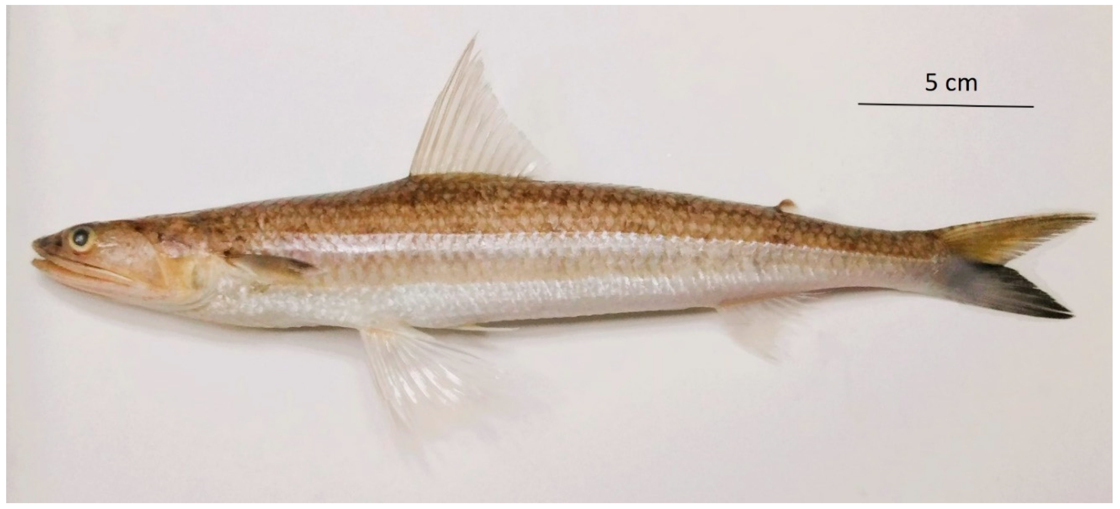 Fishes 10 00452 g002