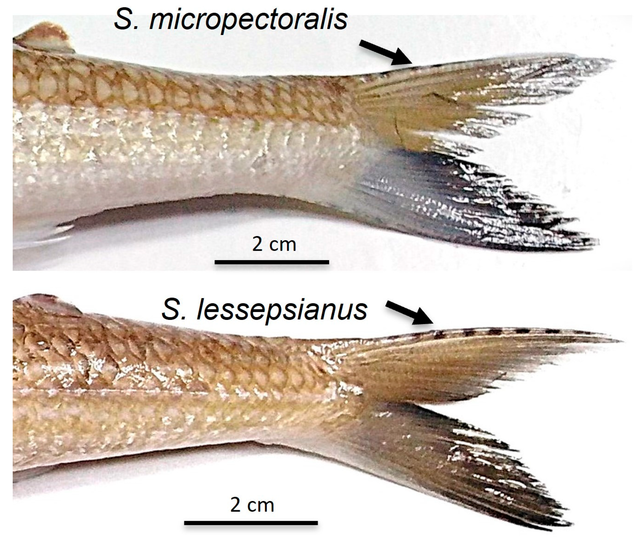 Fishes 10 00452 g003