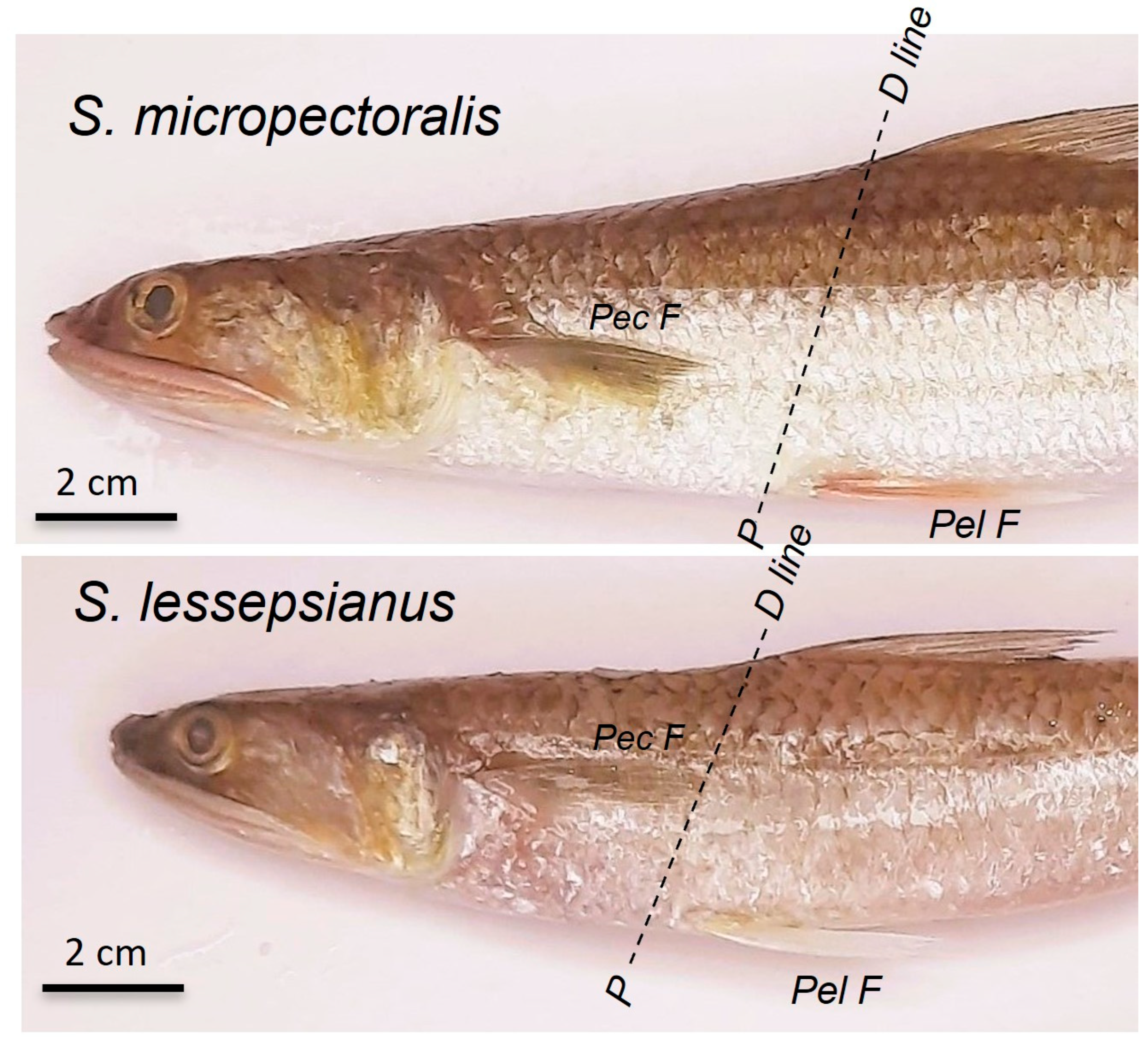 Fishes 10 00452 g004