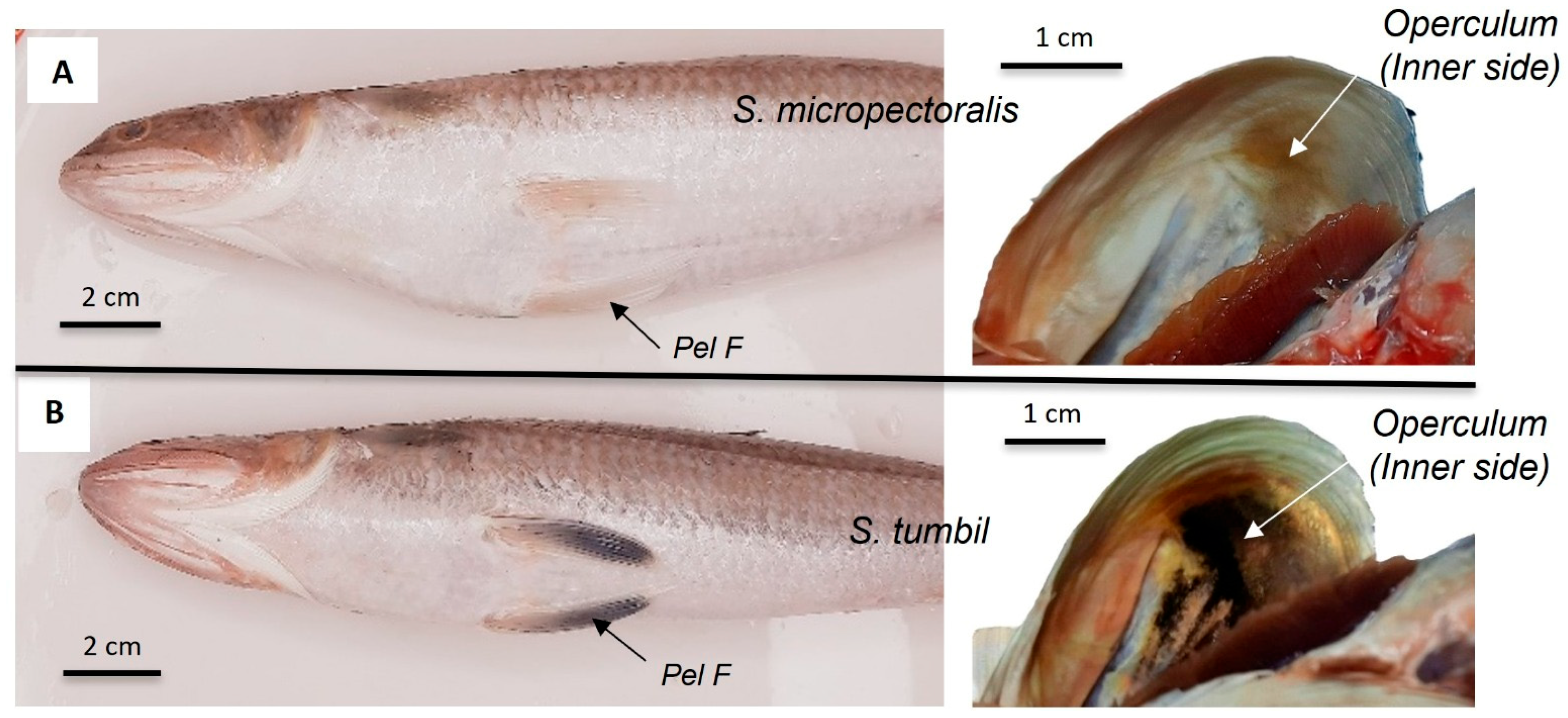 Fishes 10 00452 g005