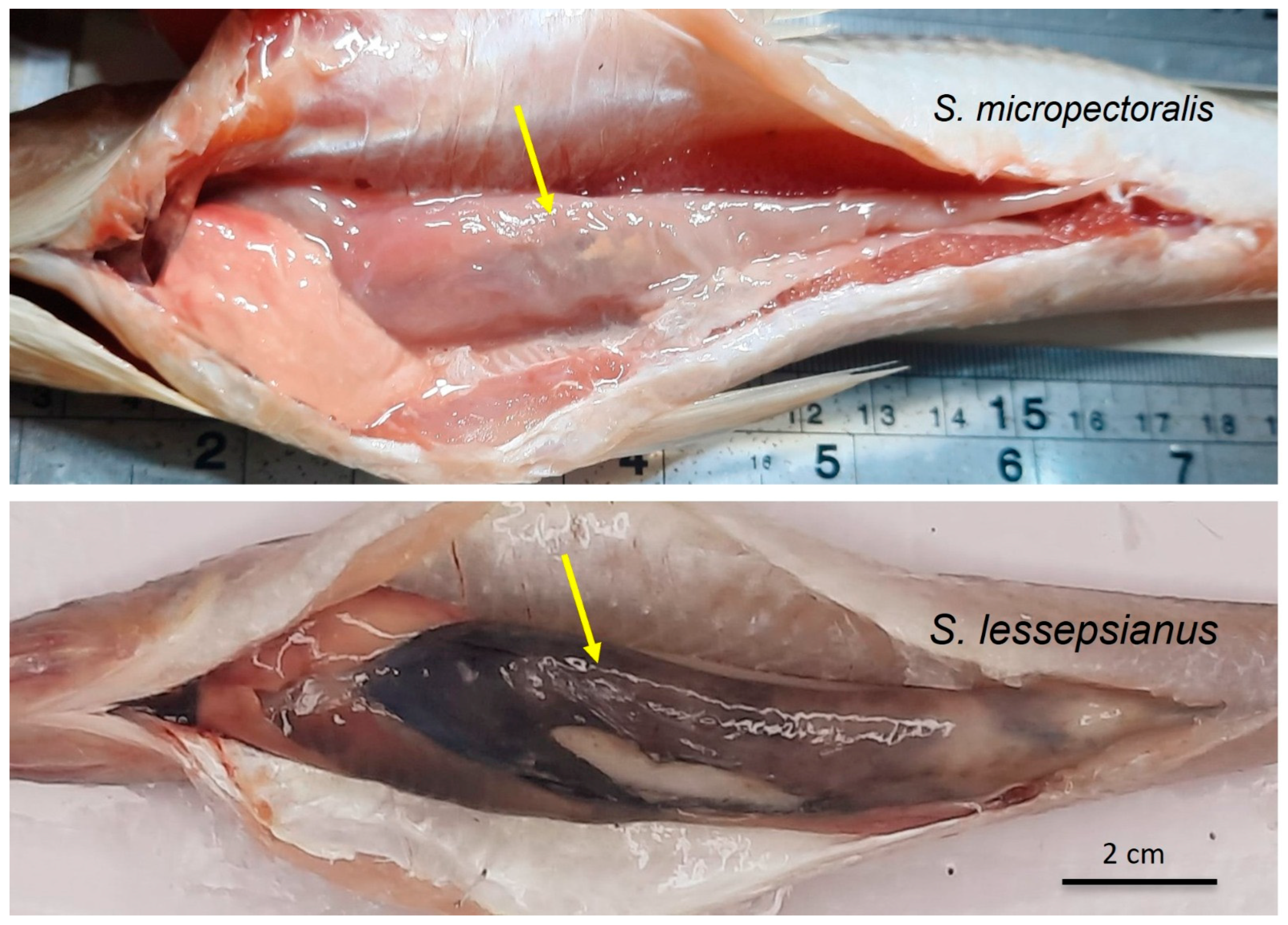 Fishes 10 00452 g006