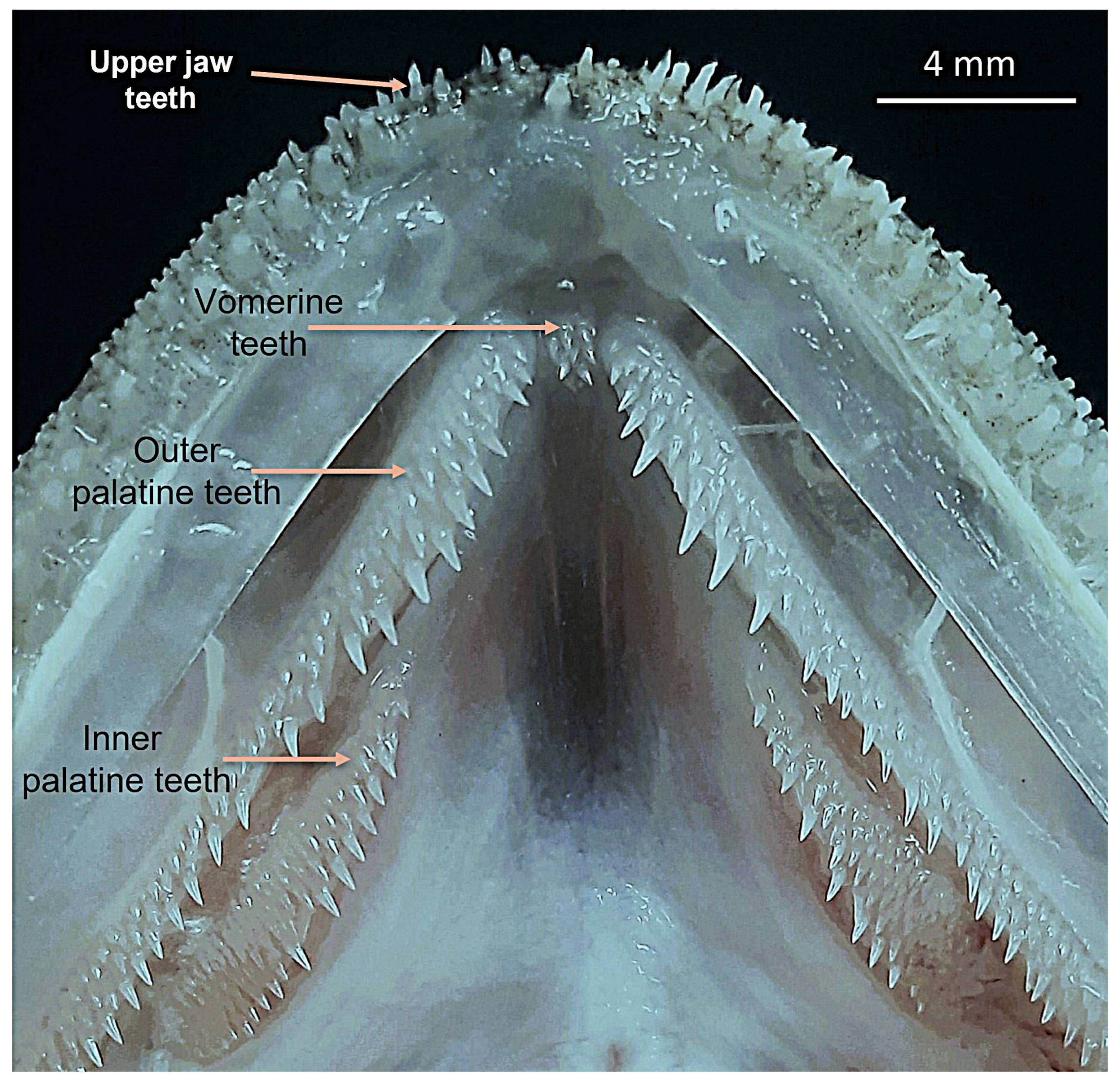 Fishes 10 00452 g008
