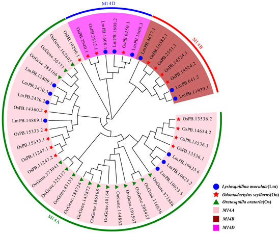 Identification of the Metallocarboxypeptidase M14 Gene