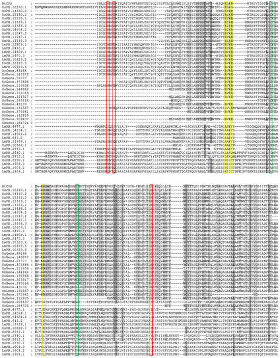 Identification of the Metallocarboxypeptidase M14 Gene Family in