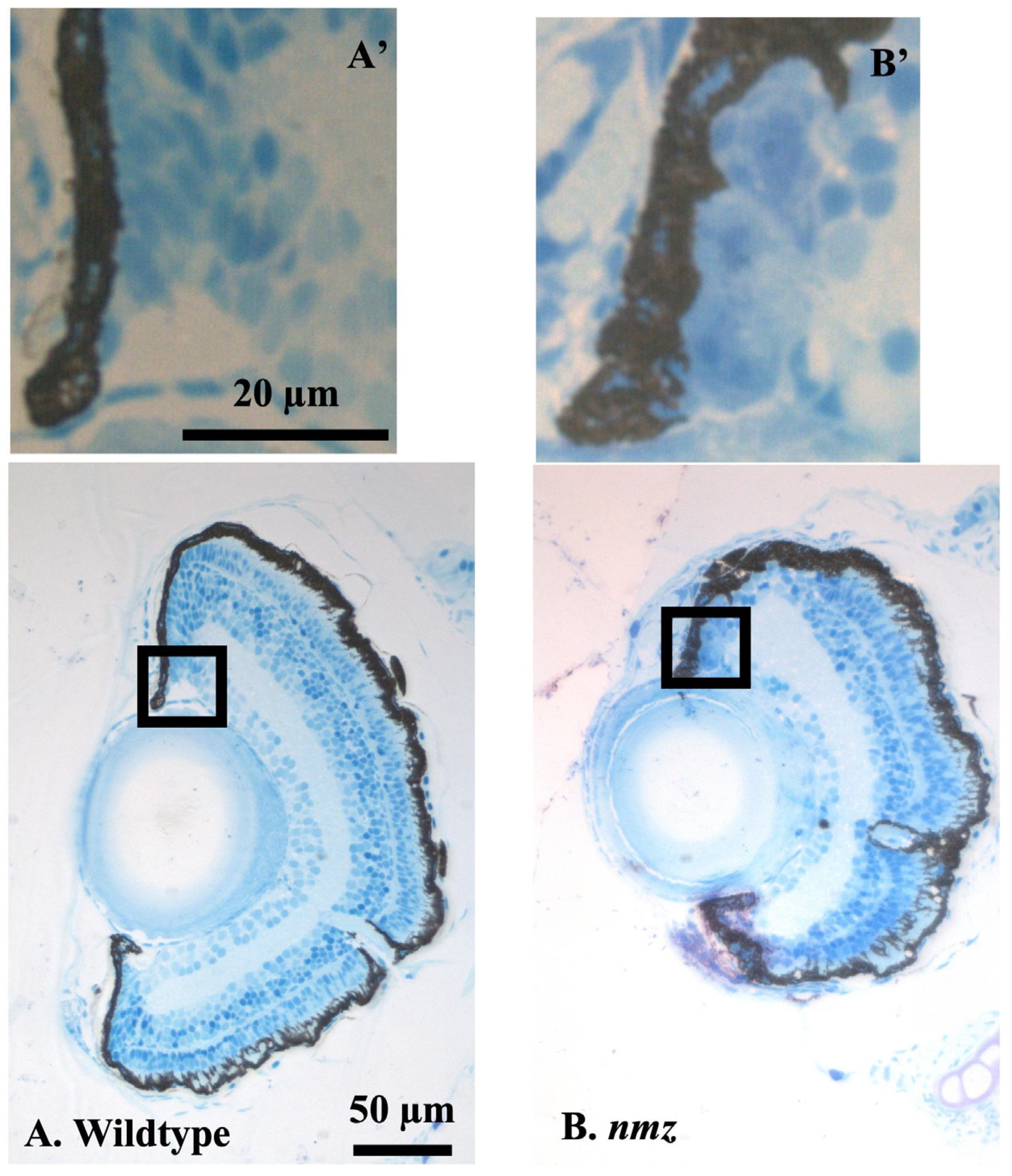 Fishes 10 00539 g002