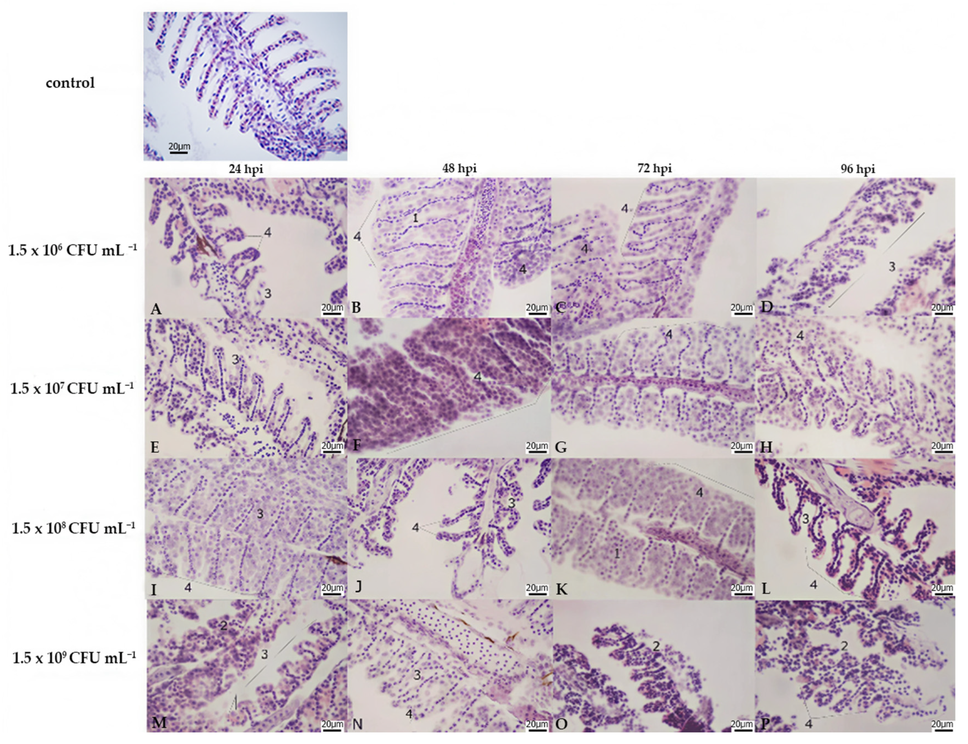 Fishes 10 00551 g003 Fishes 10 00551 g003