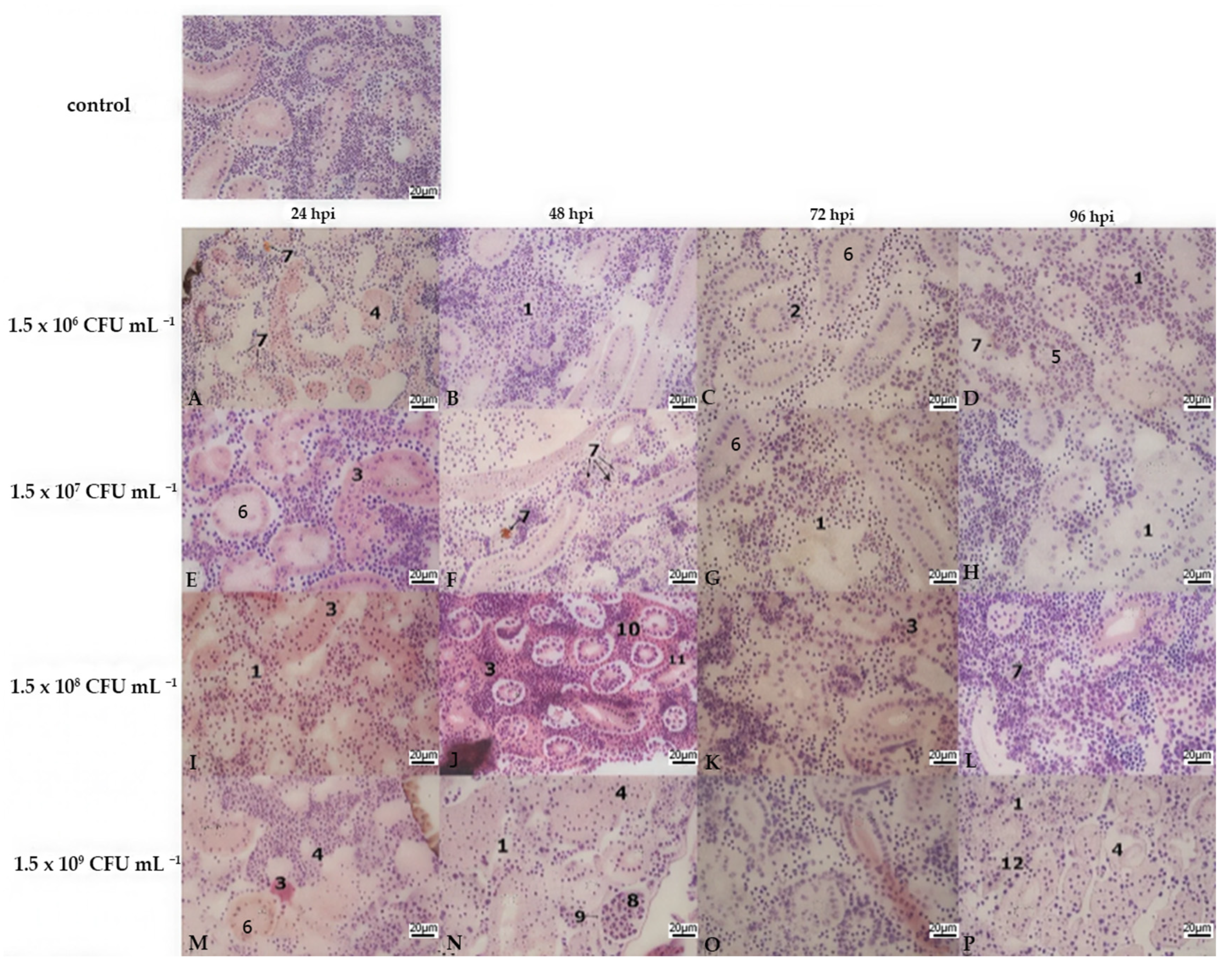 Fishes 10 00551 g004 Fishes 10 00551 g004