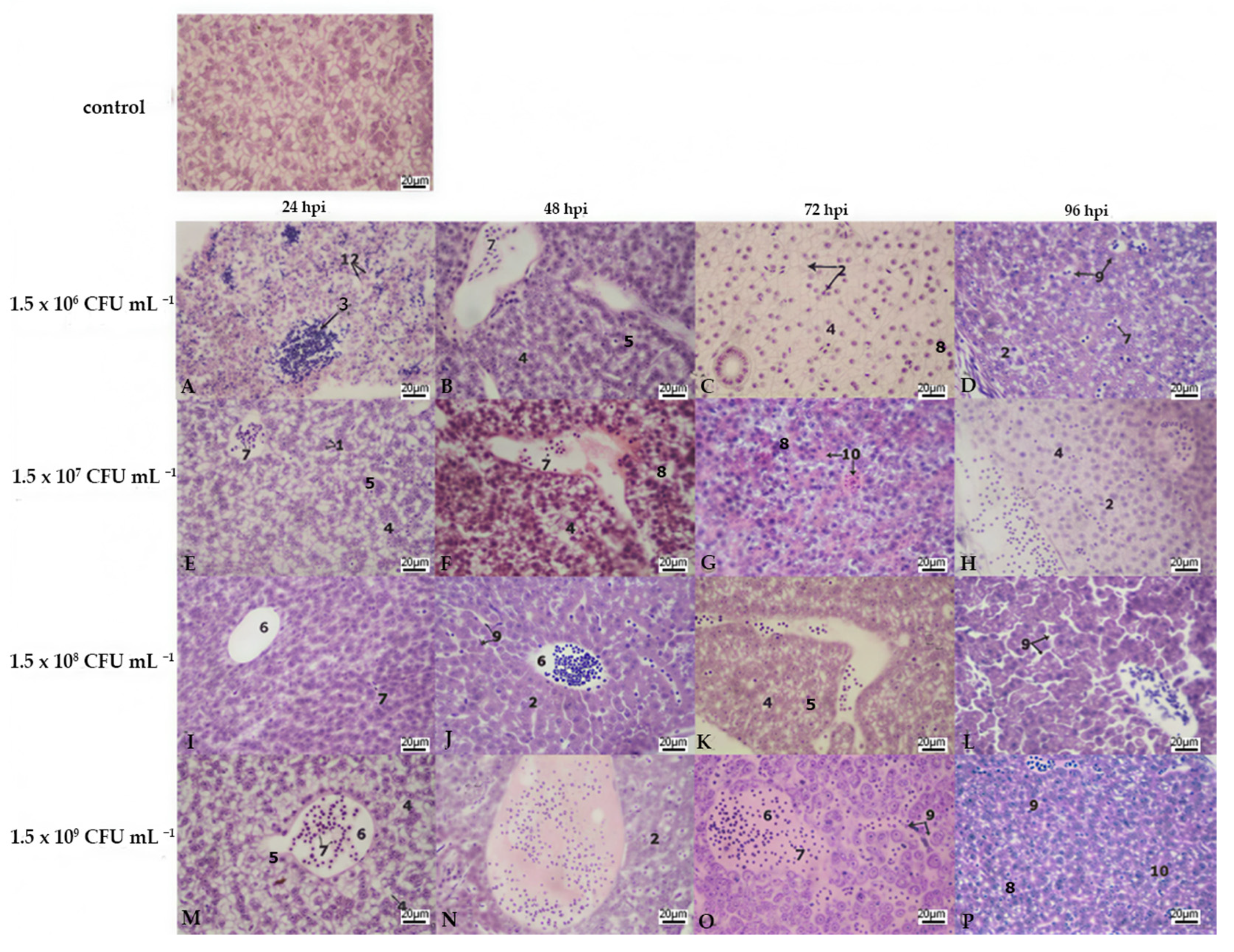 Fishes 10 00551 g005 Fishes 10 00551 g005