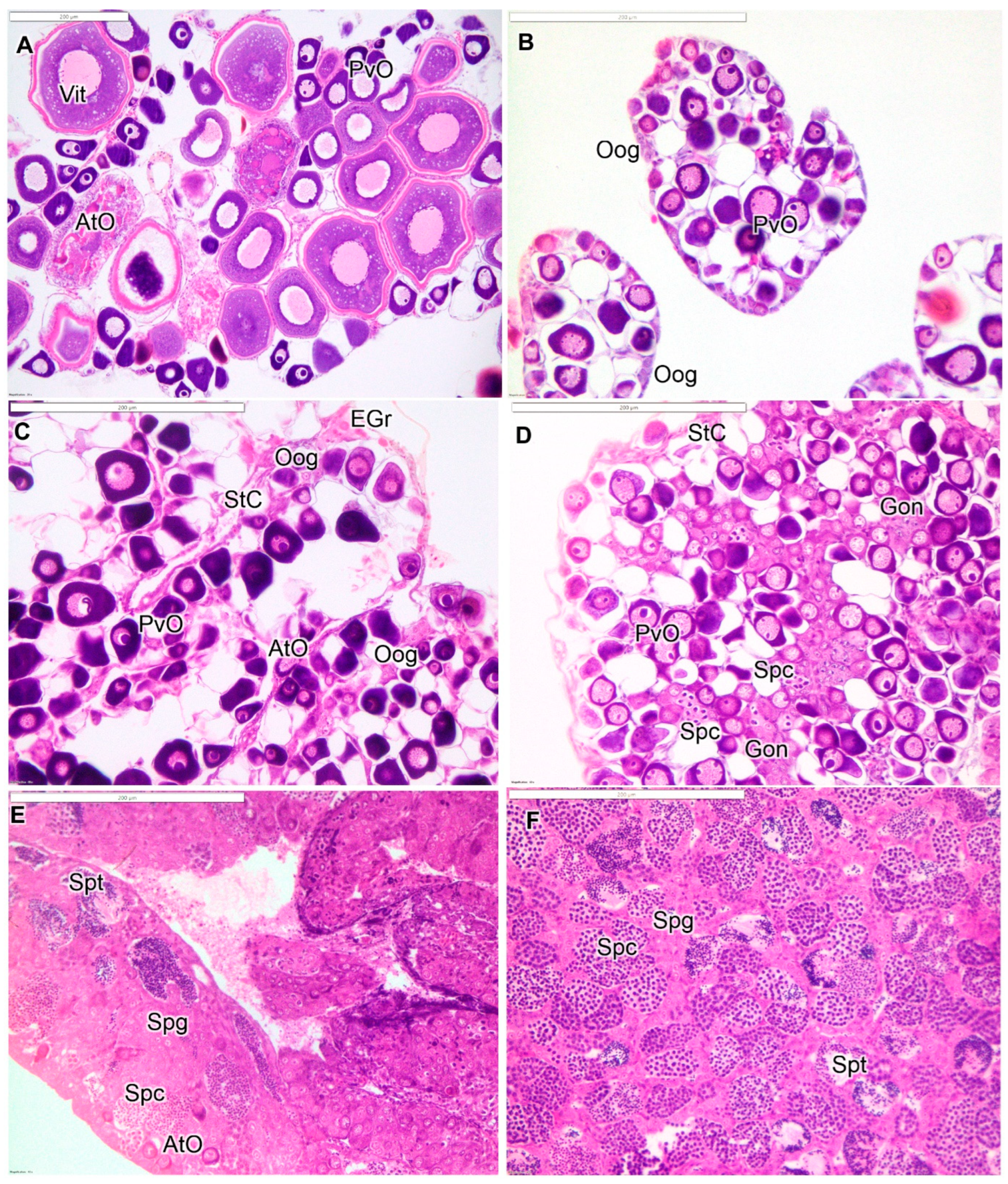 Fishes 10 00554 g001 Fishes 10 00554 g001