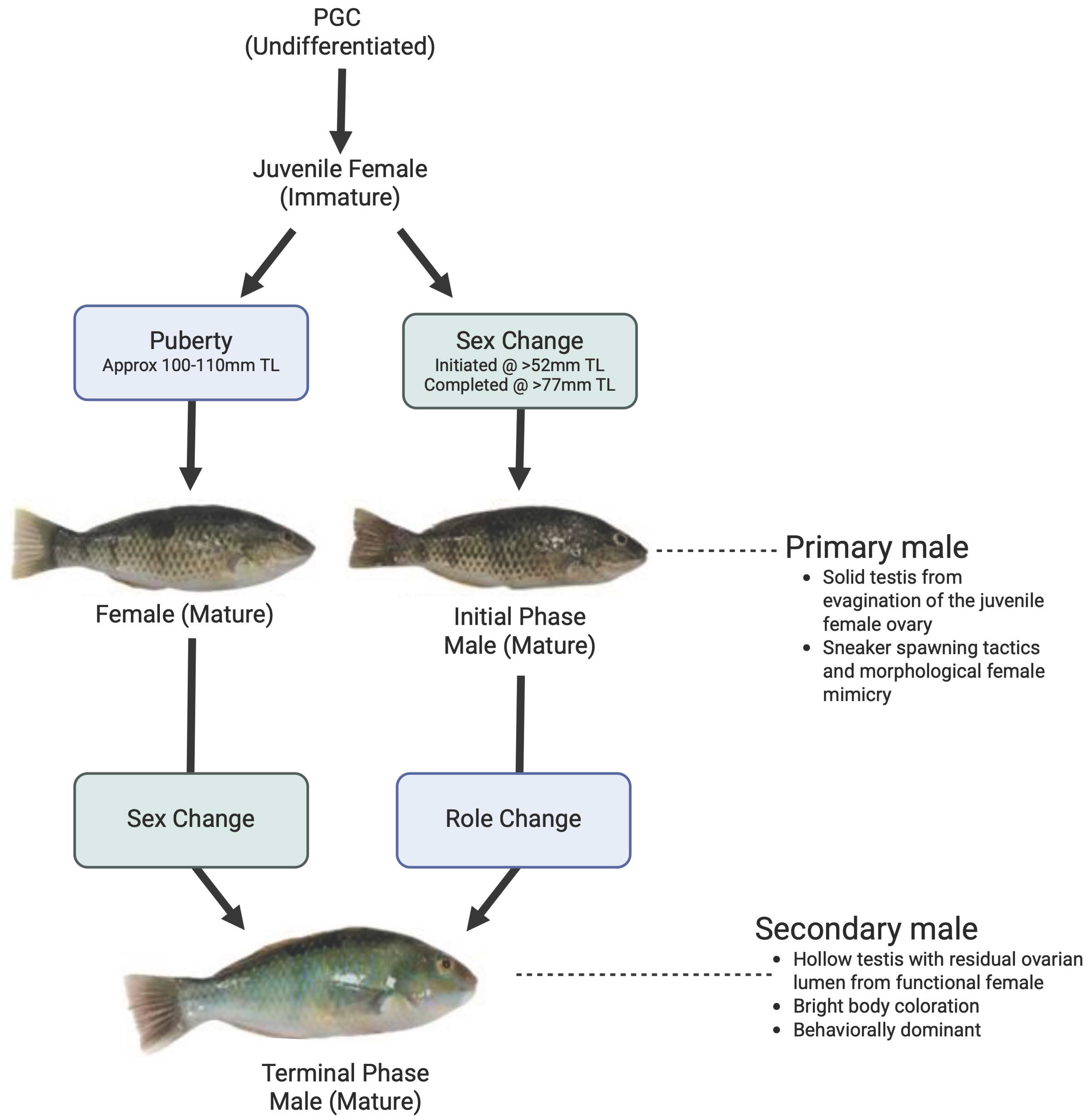 Fishes 10 00554 g003 Fishes 10 00554 g003