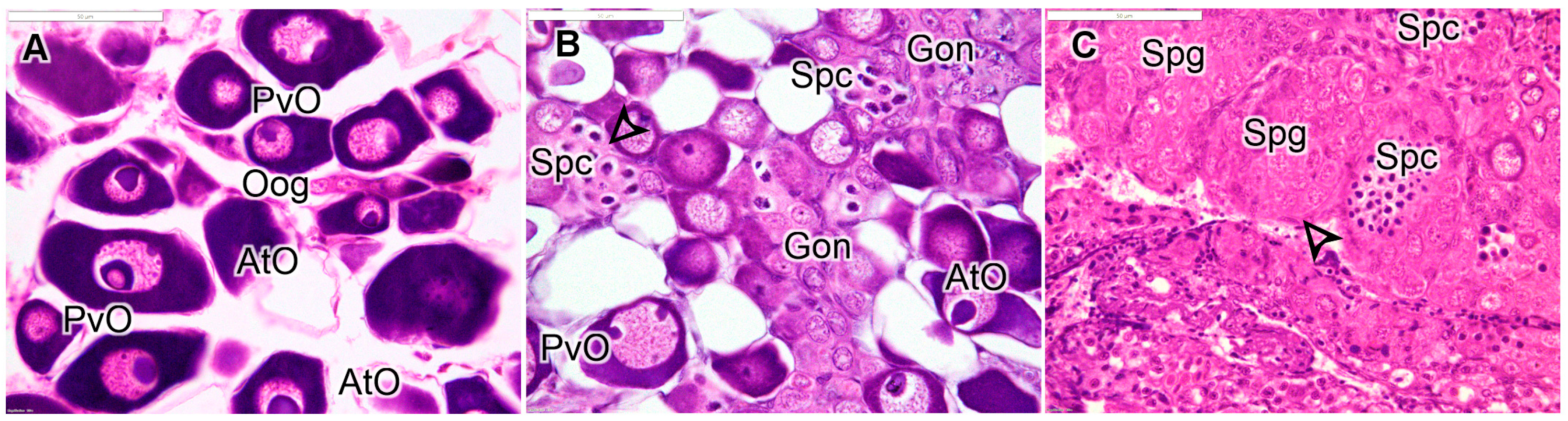 Fishes 10 00554 g004 Fishes 10 00554 g004