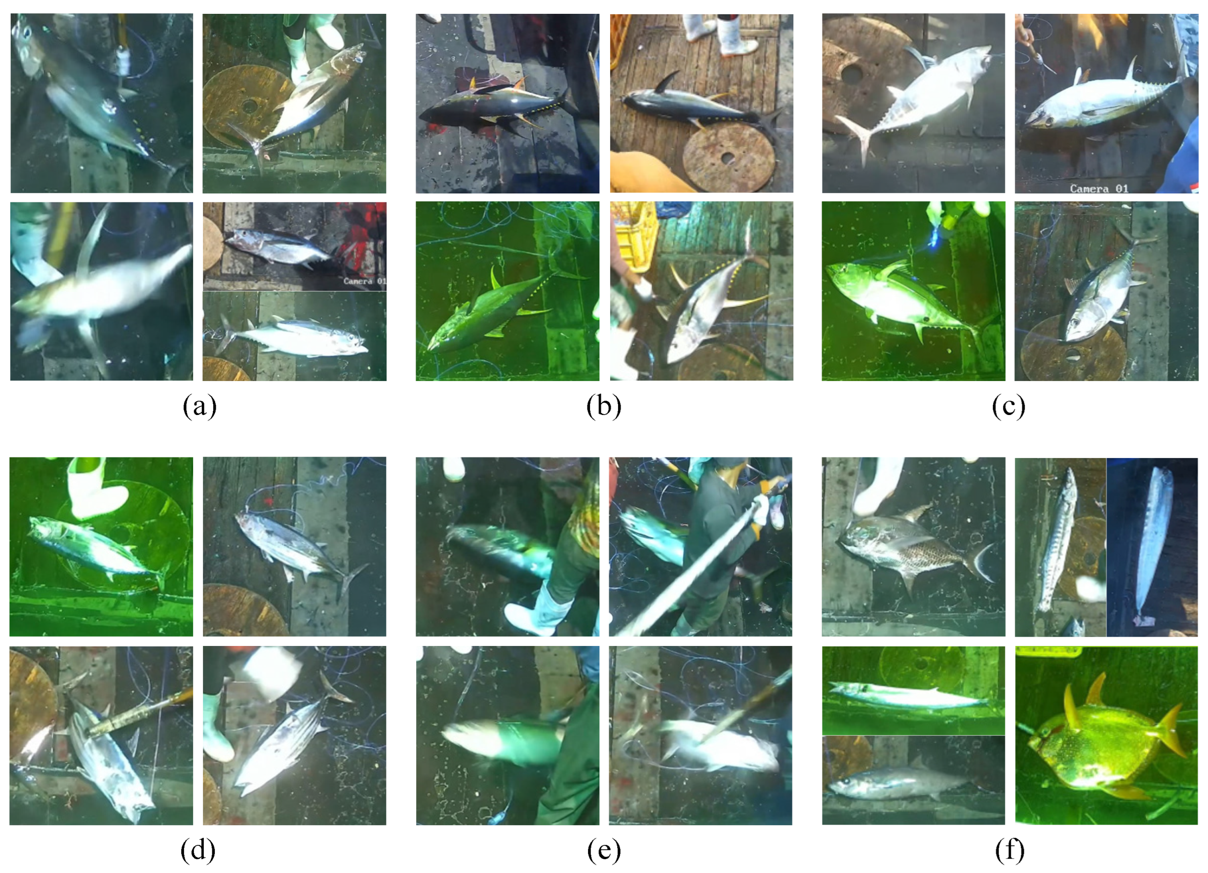 Fishes 10 00557 g001