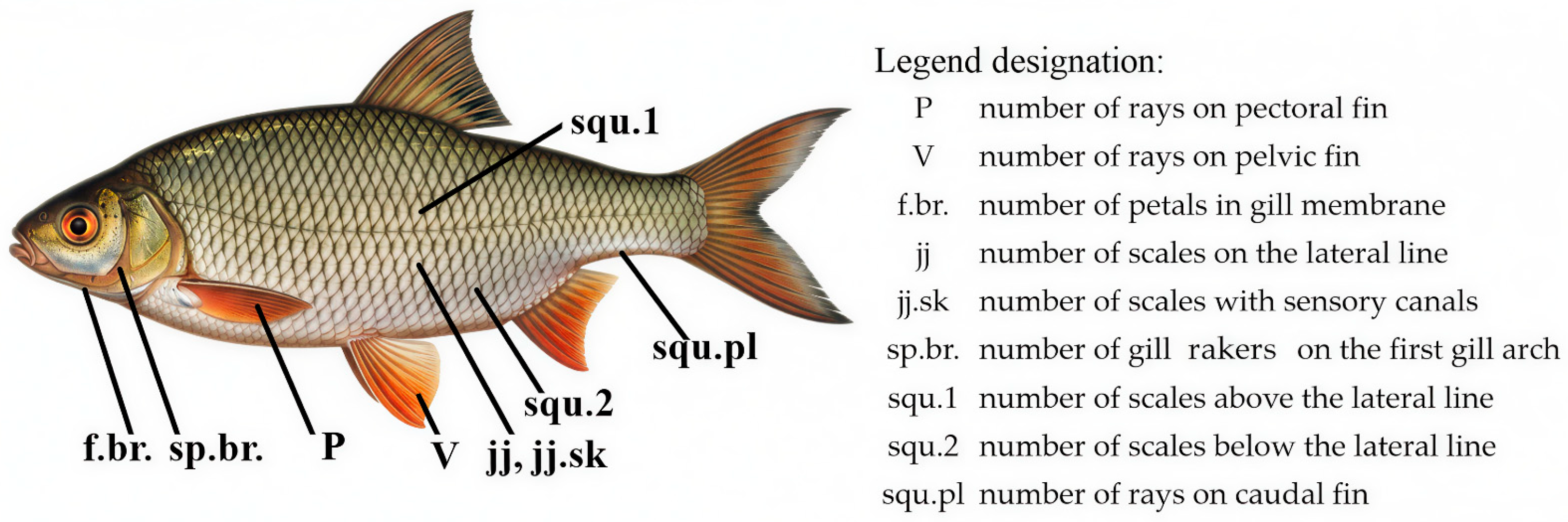 Fishes 10 00561 g003 Fishes 10 00561 g003