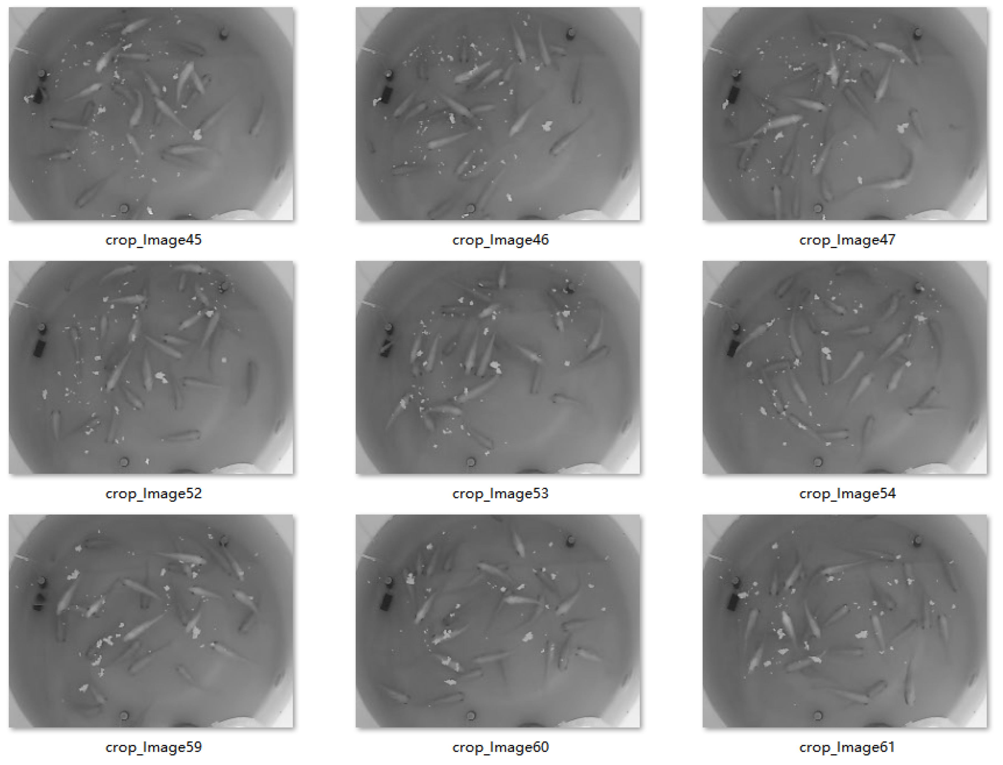 Fishes 10 00602 g001