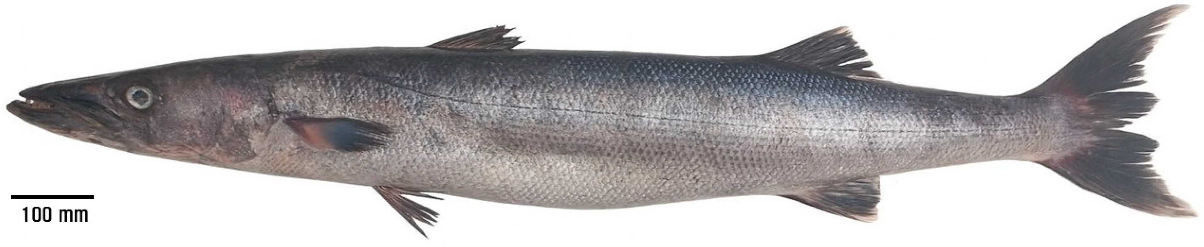 Fishes 10 00608 g002 Fishes 10 00608 g002