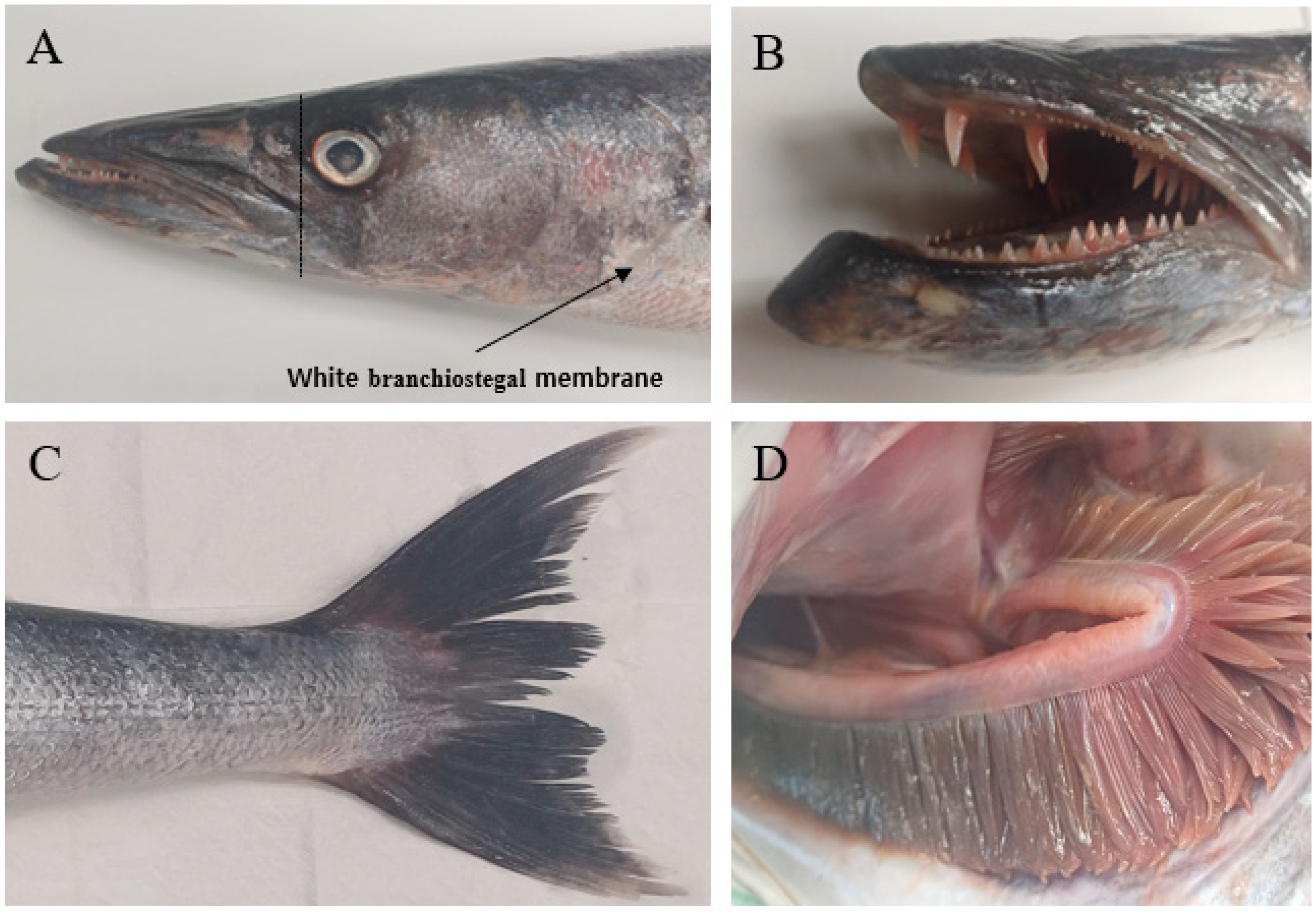 Fishes 10 00608 g003 Fishes 10 00608 g003