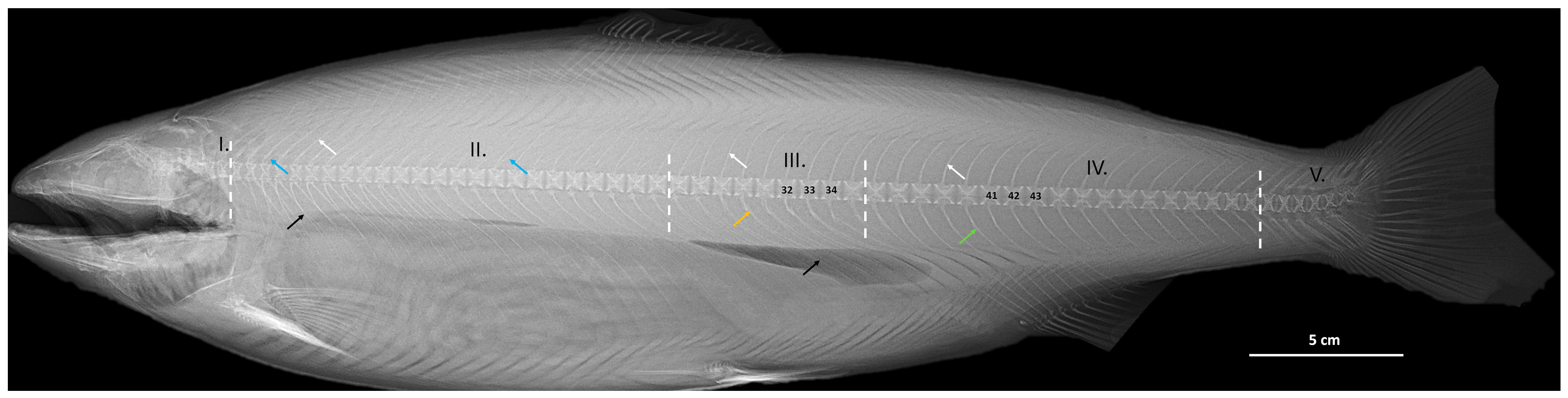 Fishes 10 00617 g001