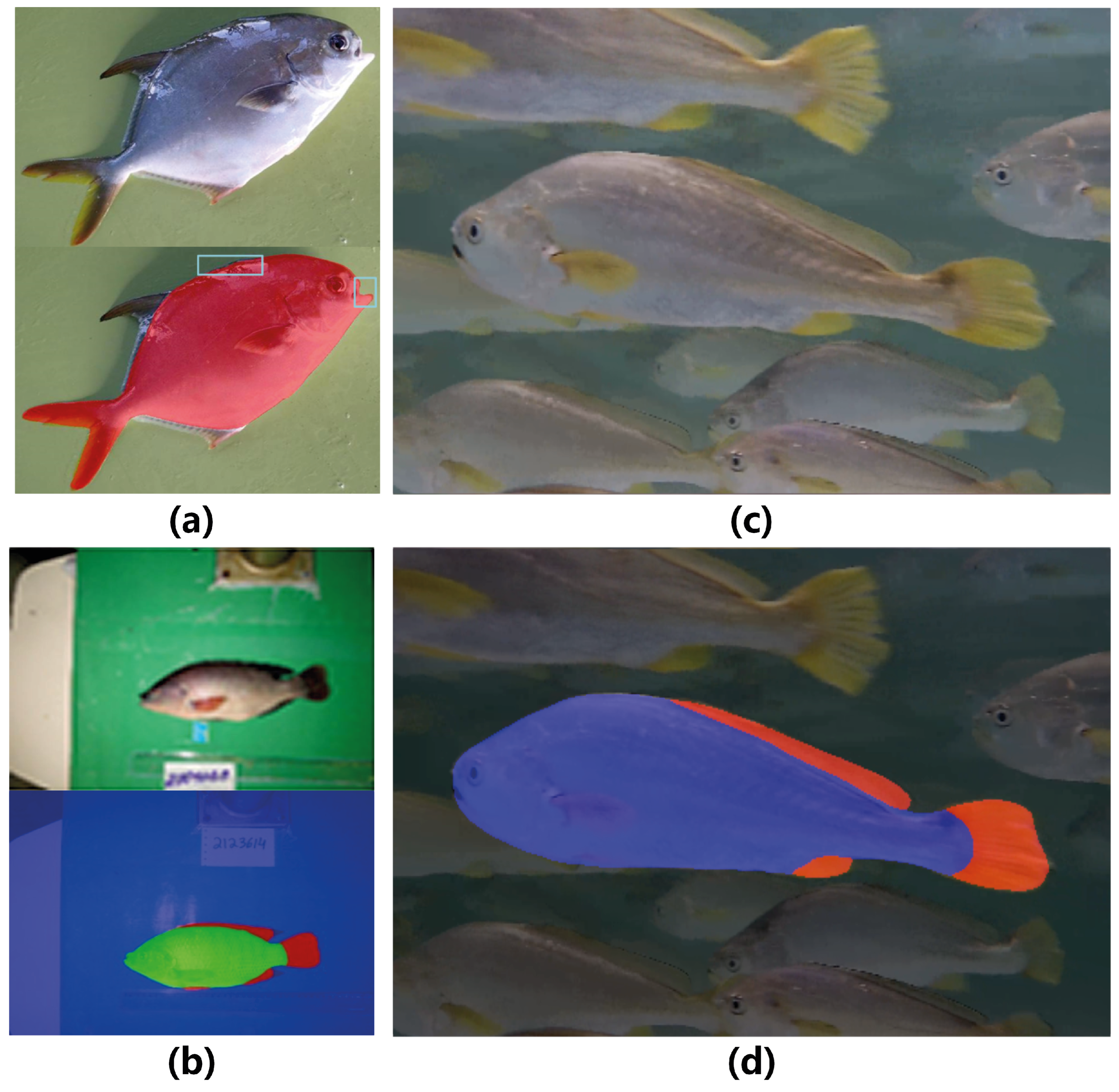 Fishes 10 00627 g001 Fishes 10 00627 g001