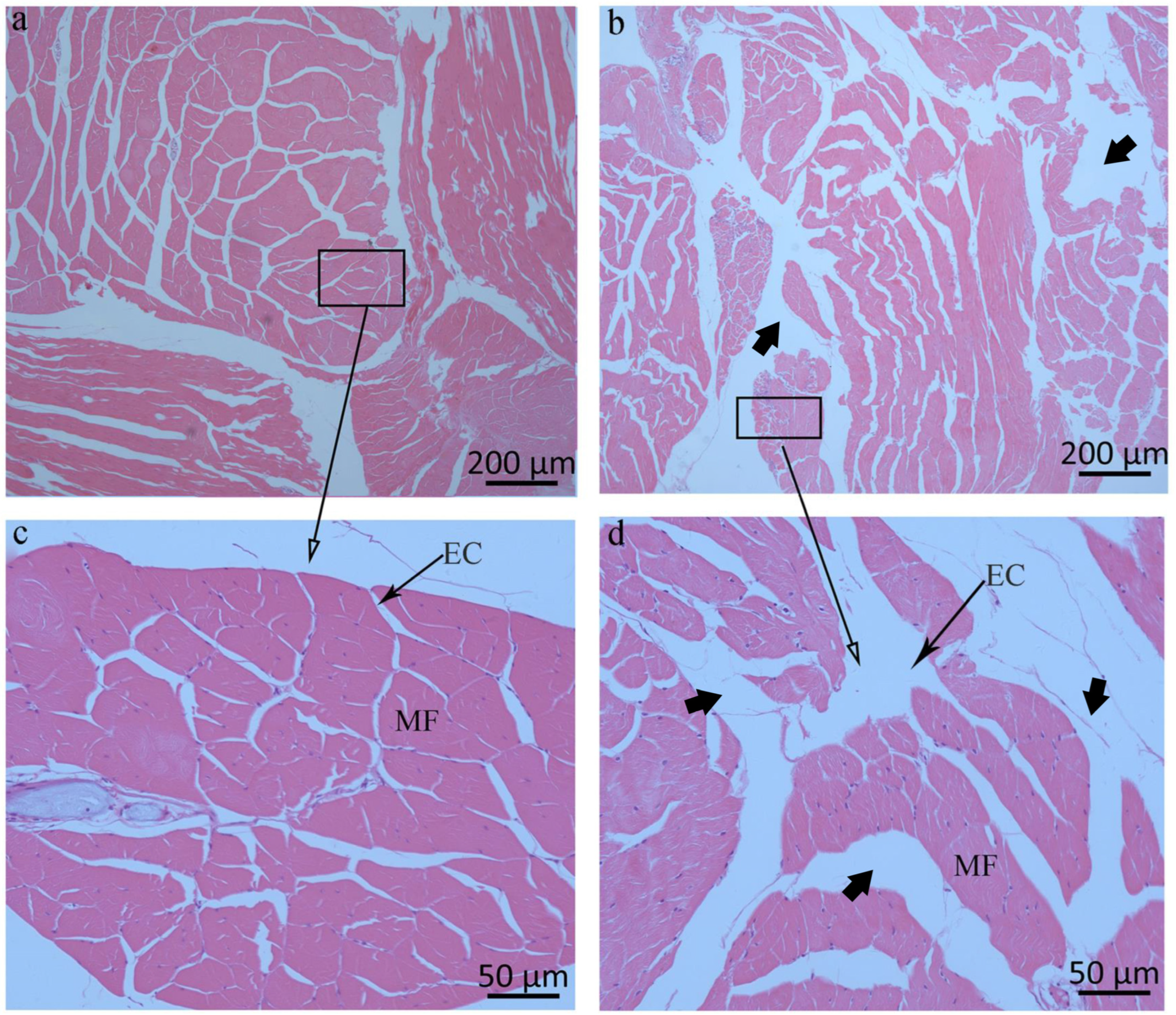 Fishes 10 00631 g006 Fishes 10 00631 g006
