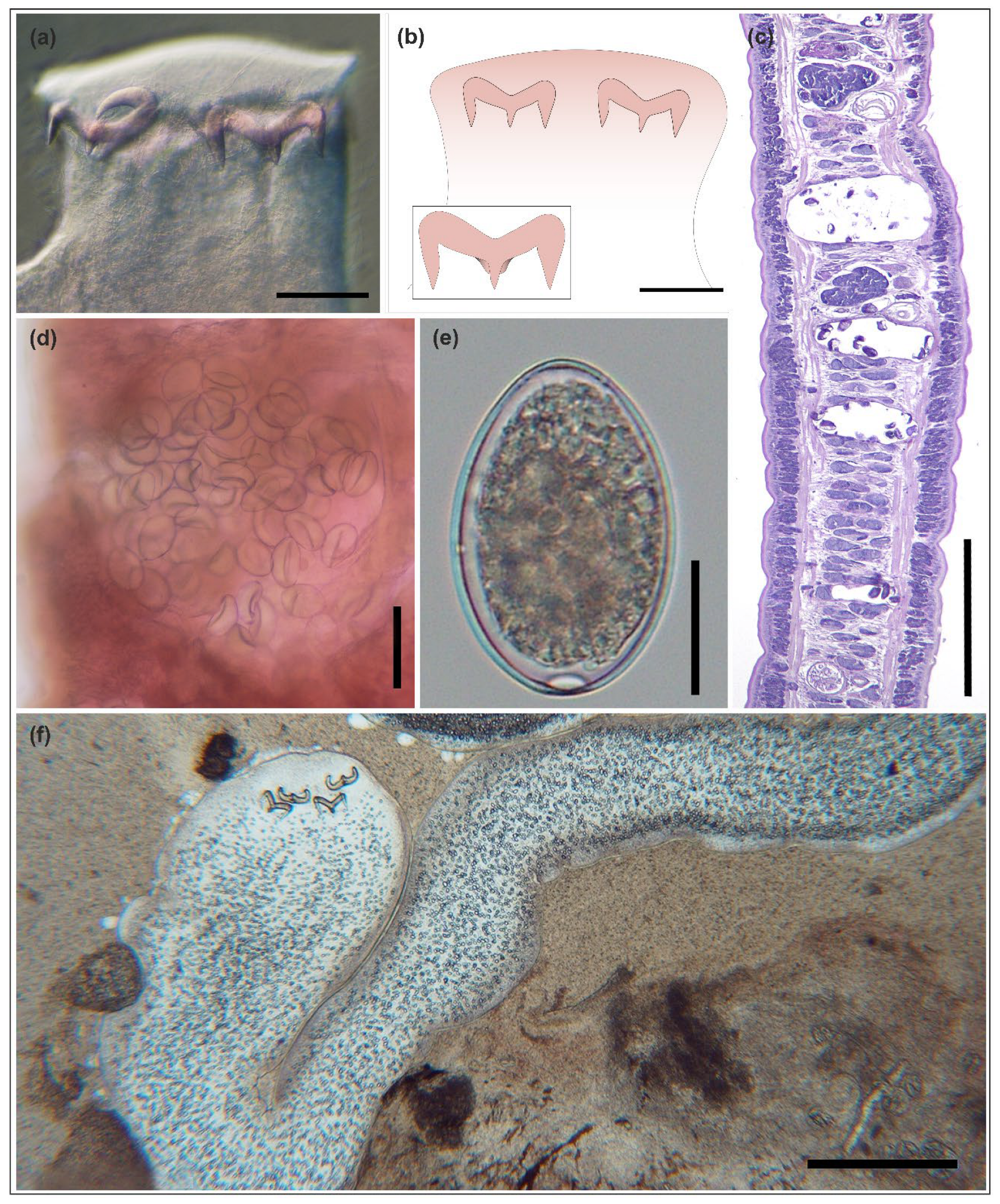 Fishes 10 00640 g001